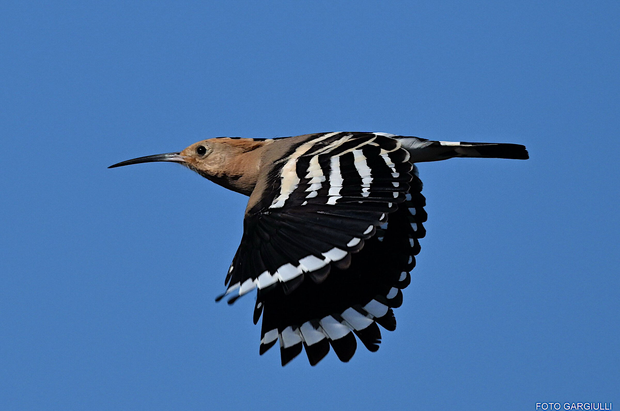 Hoopoe in flight