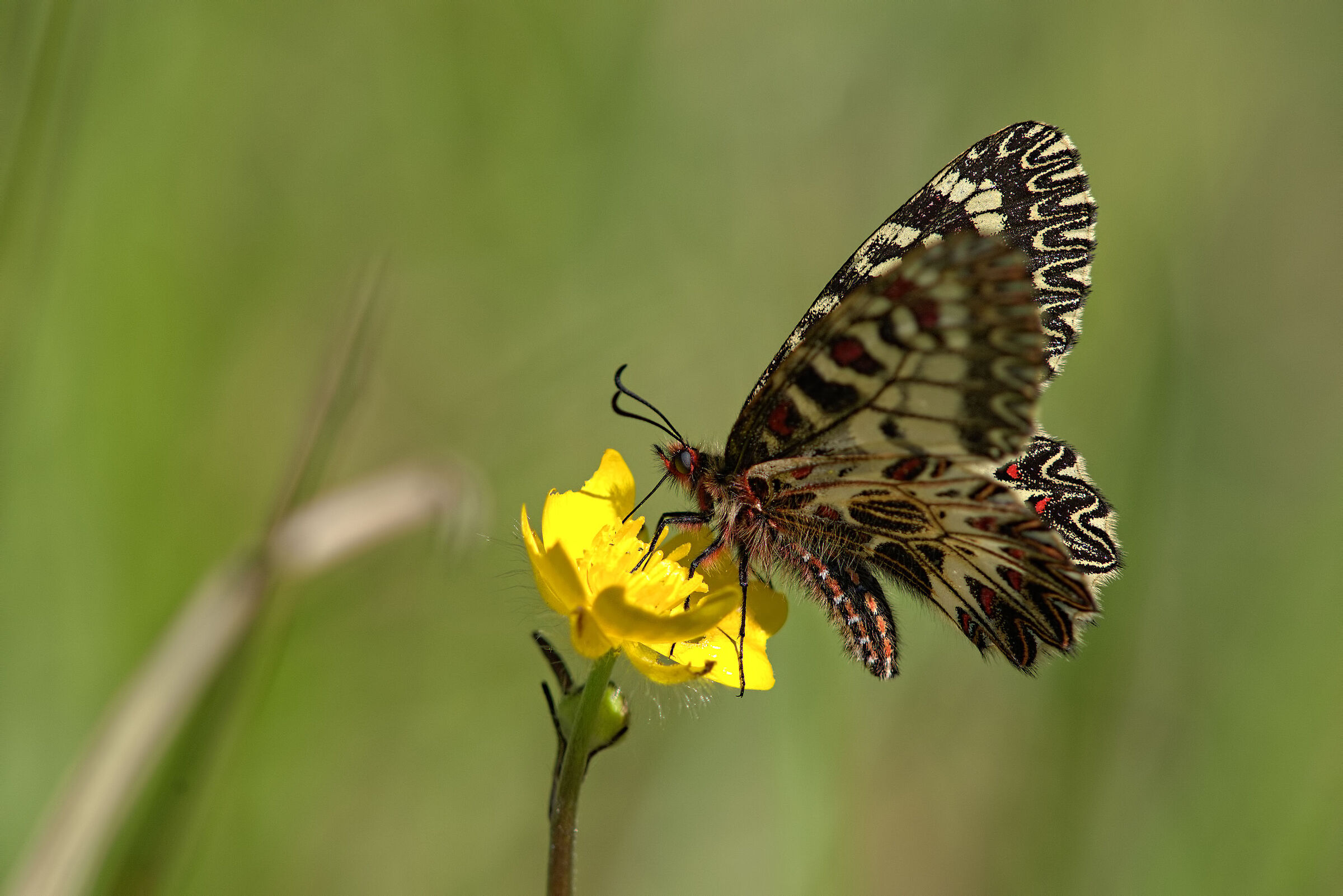 Zerynthia cassandra