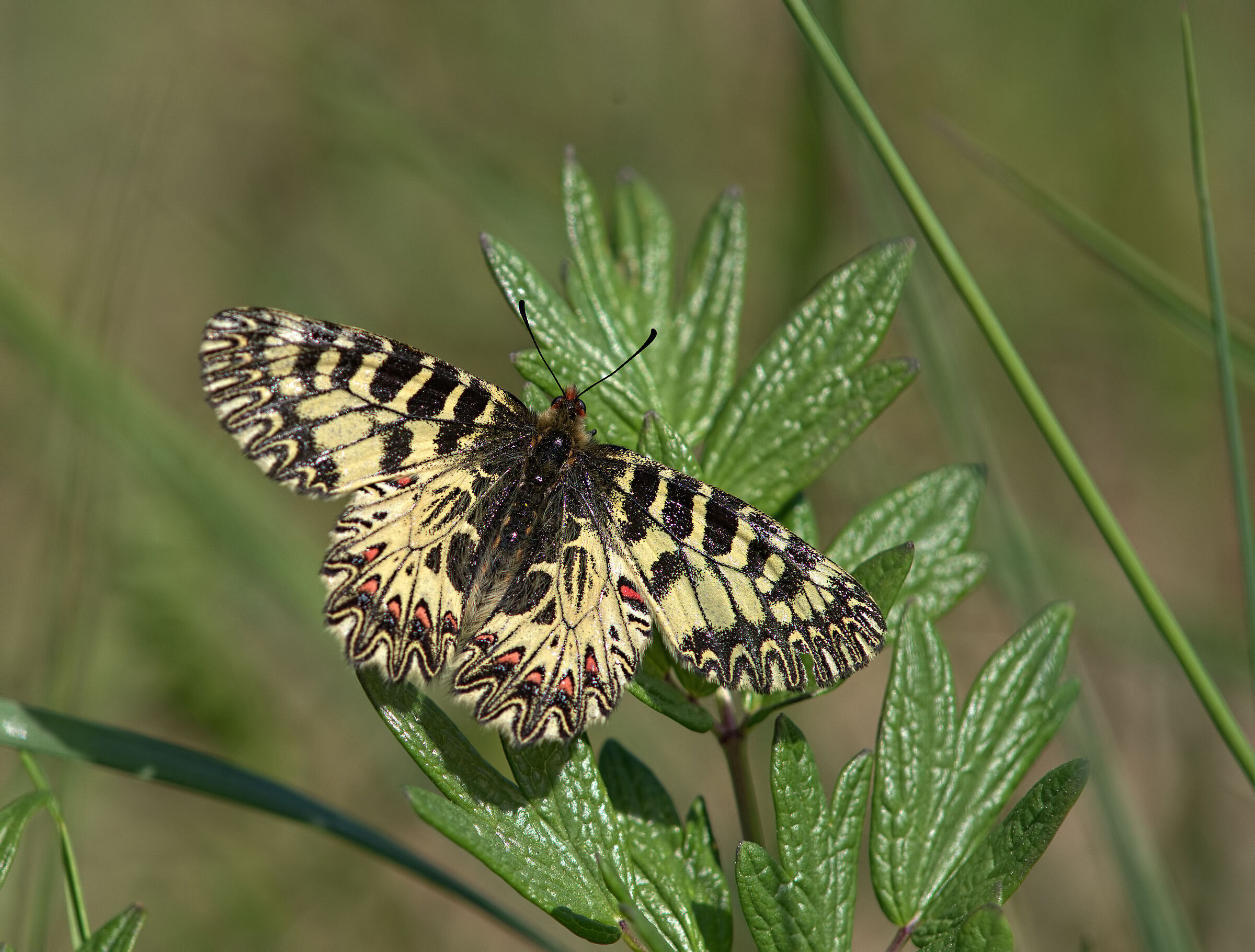 Zerynthia cassandra