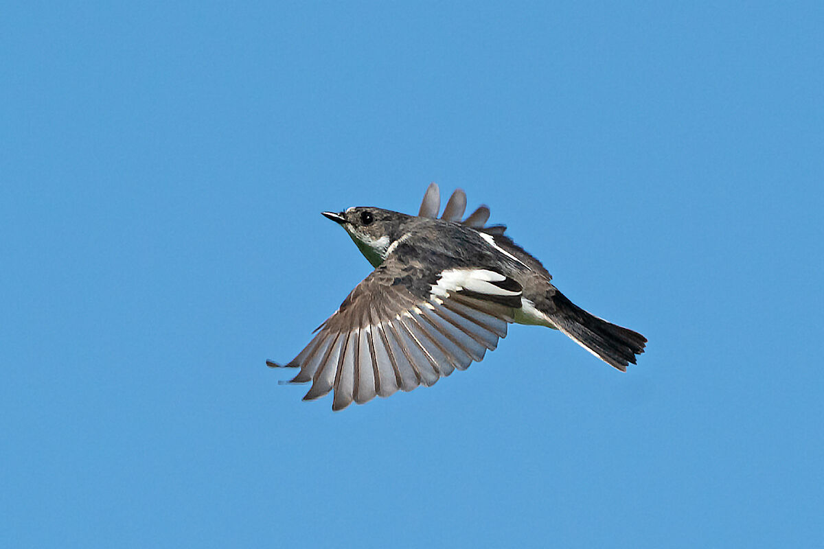 Black Flycatcher