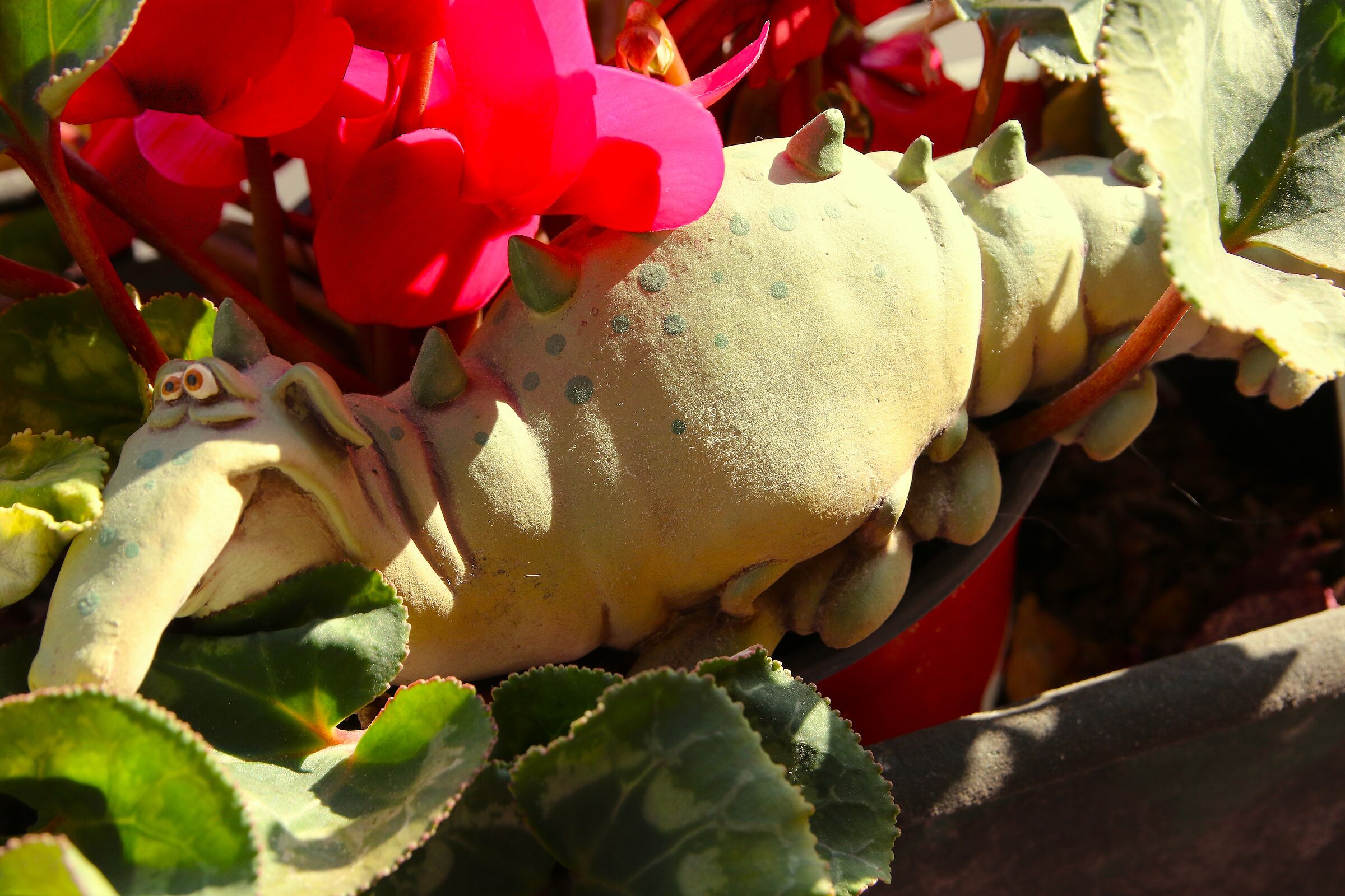 Strani animali infestano i miei vasi di fiori.