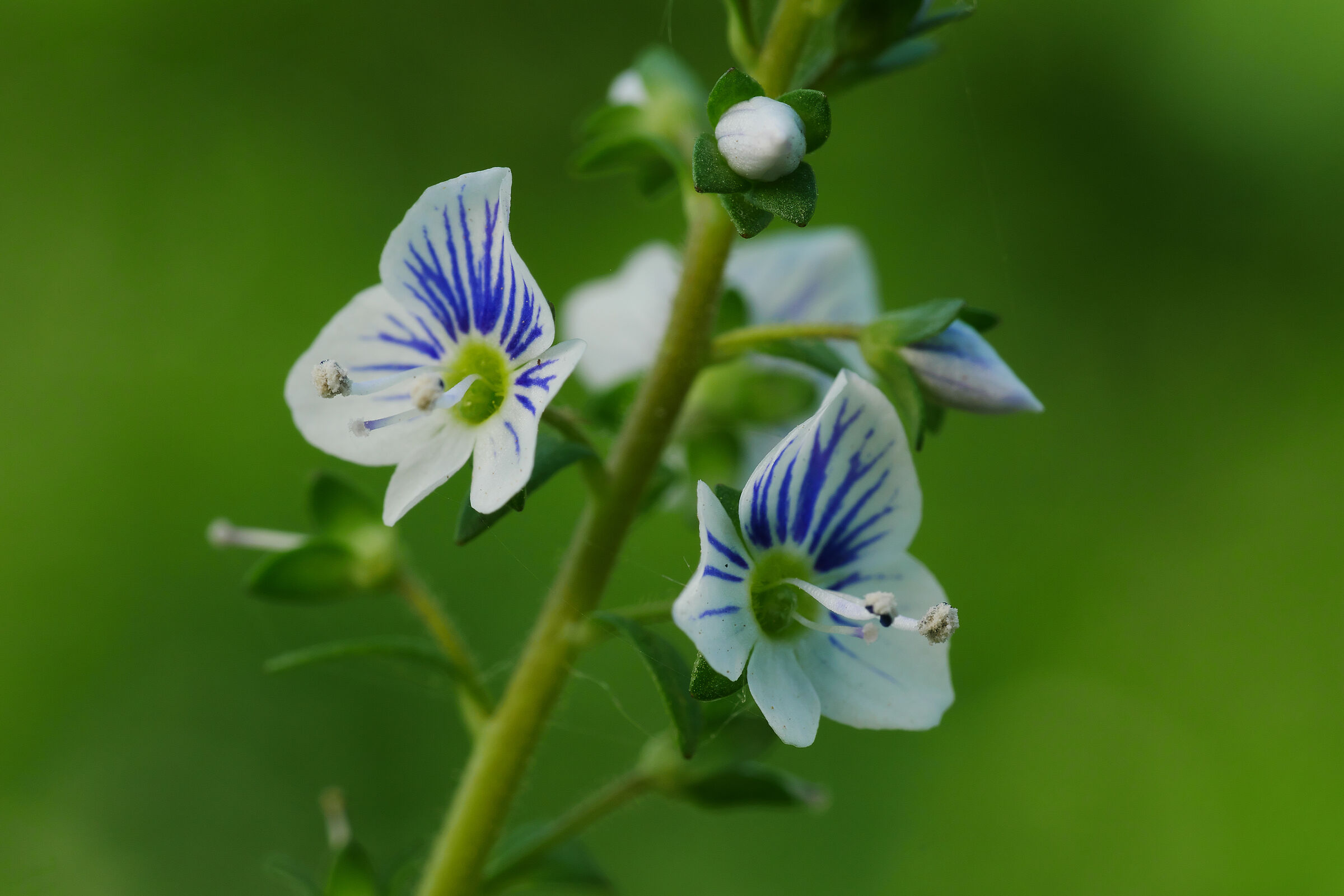 Veronica serpyllifolia