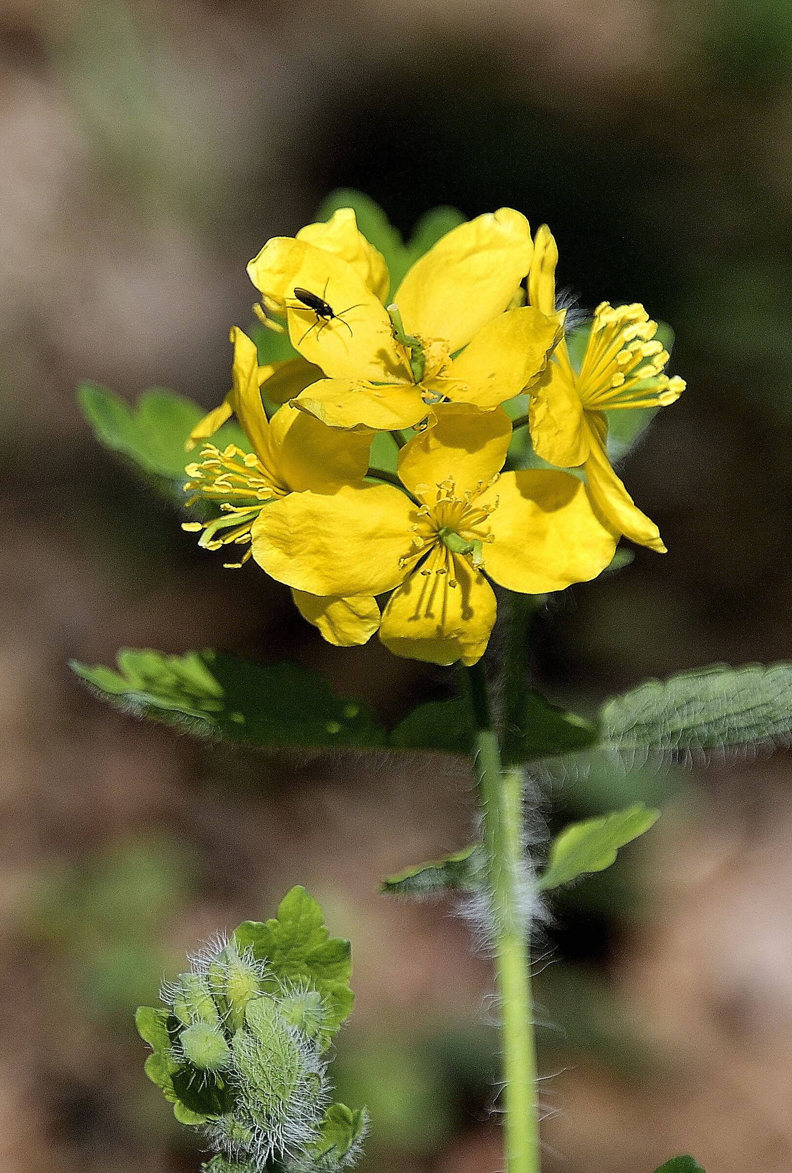 Celandine with guest