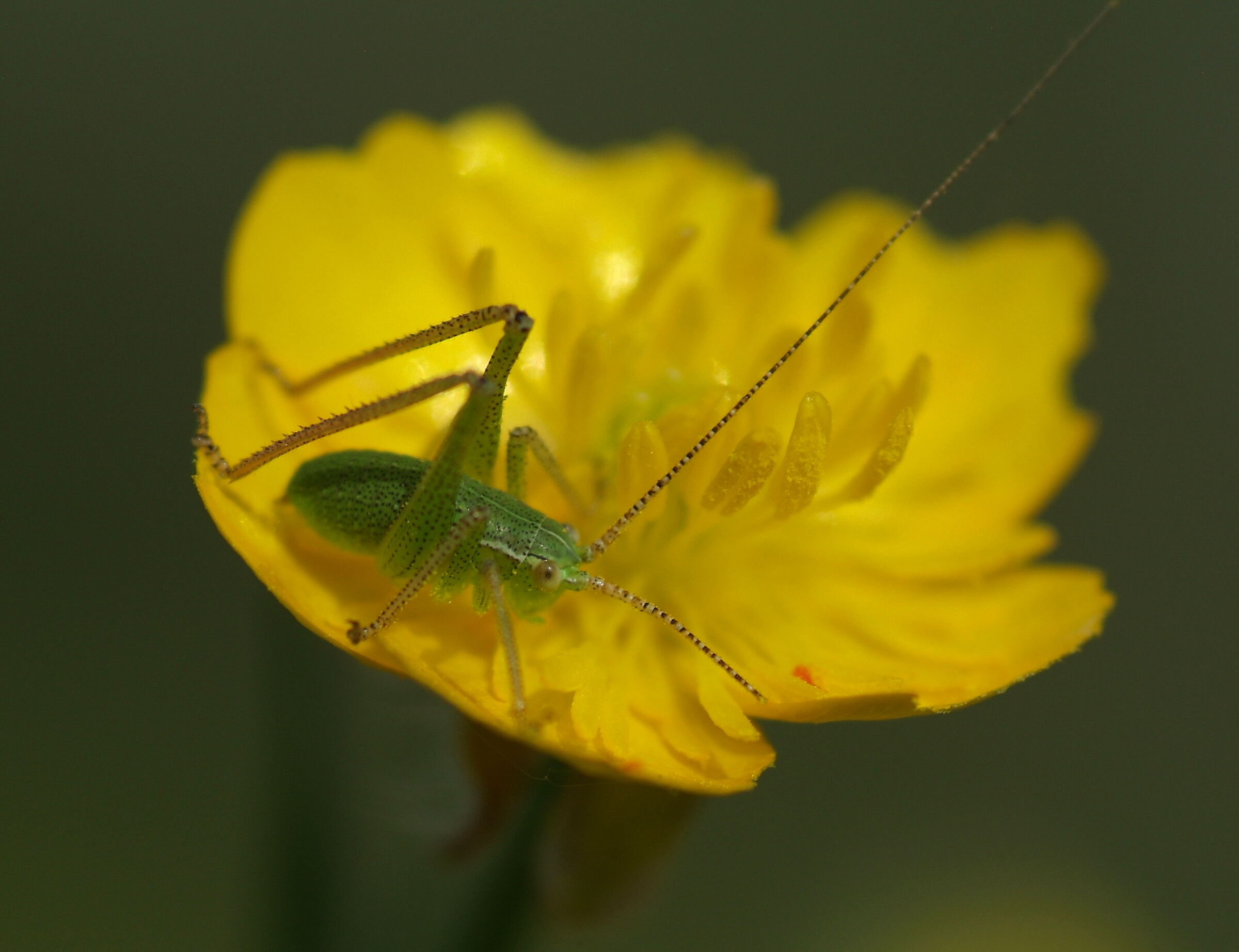 mini cricket
