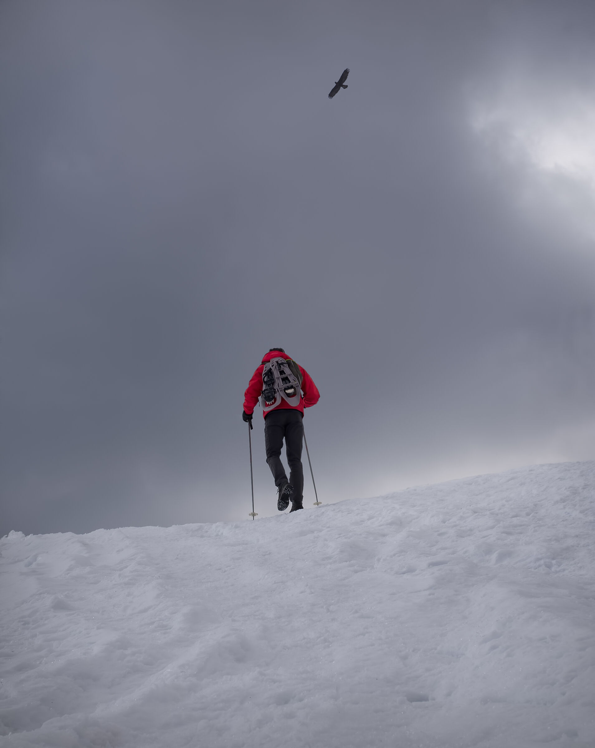 Who climbs and who flies