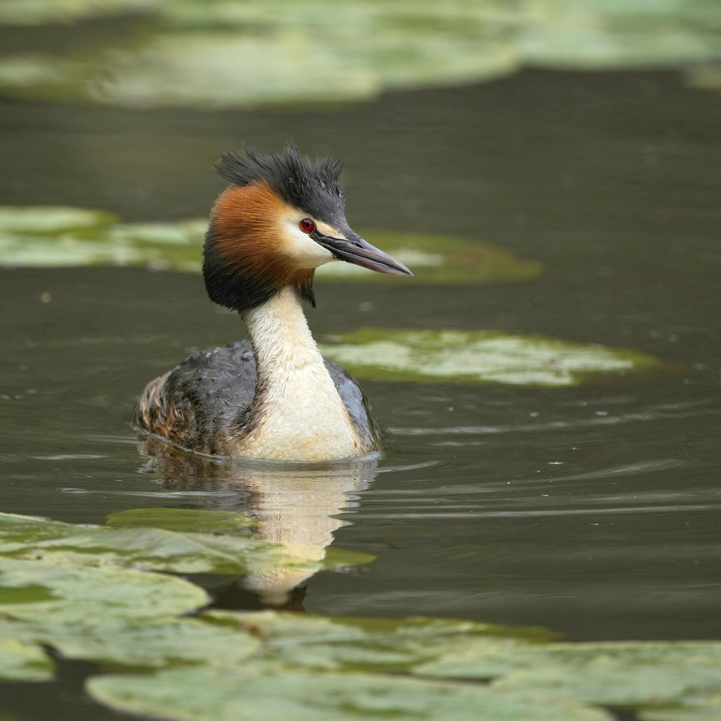 Crested grebe