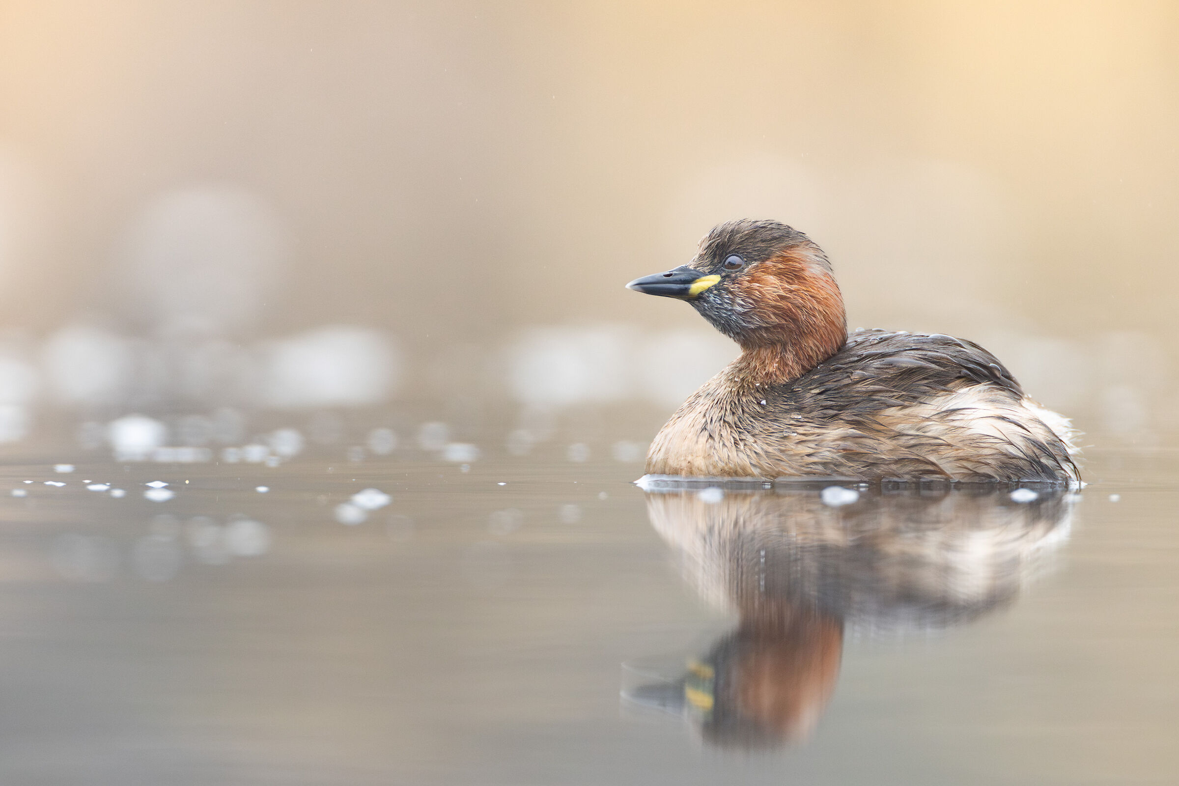Little grebe