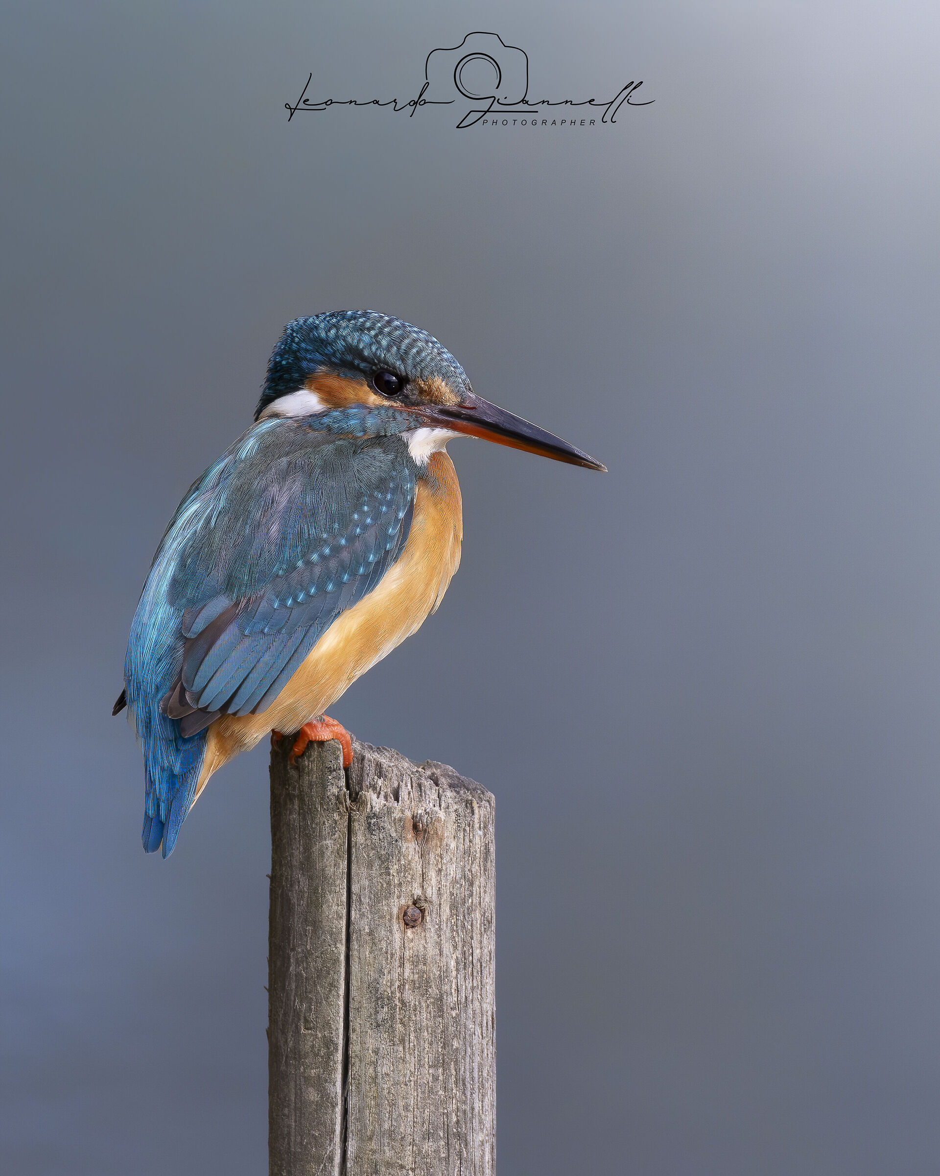 Kingfisher (Alcedo atthis)