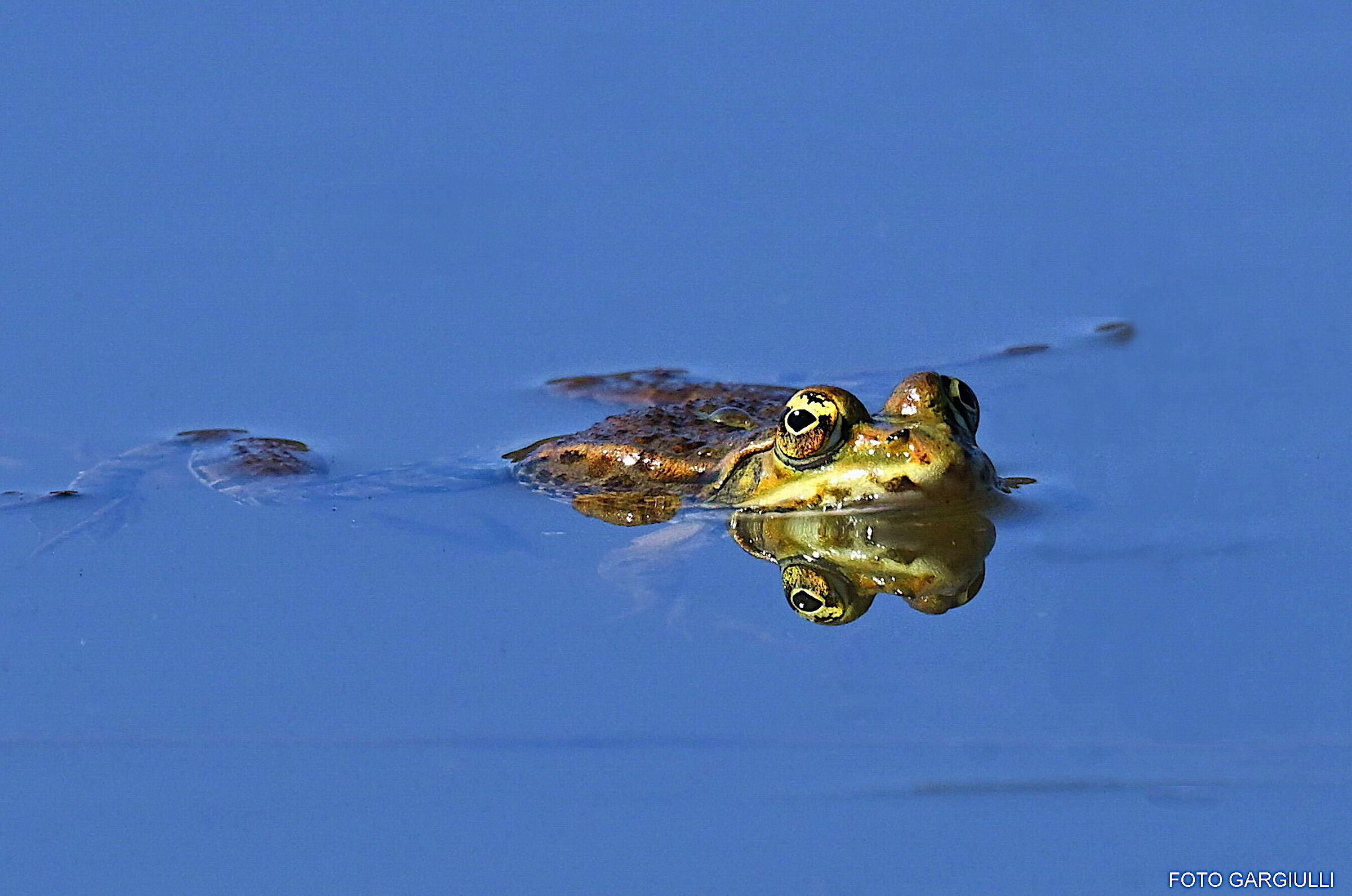 Frog