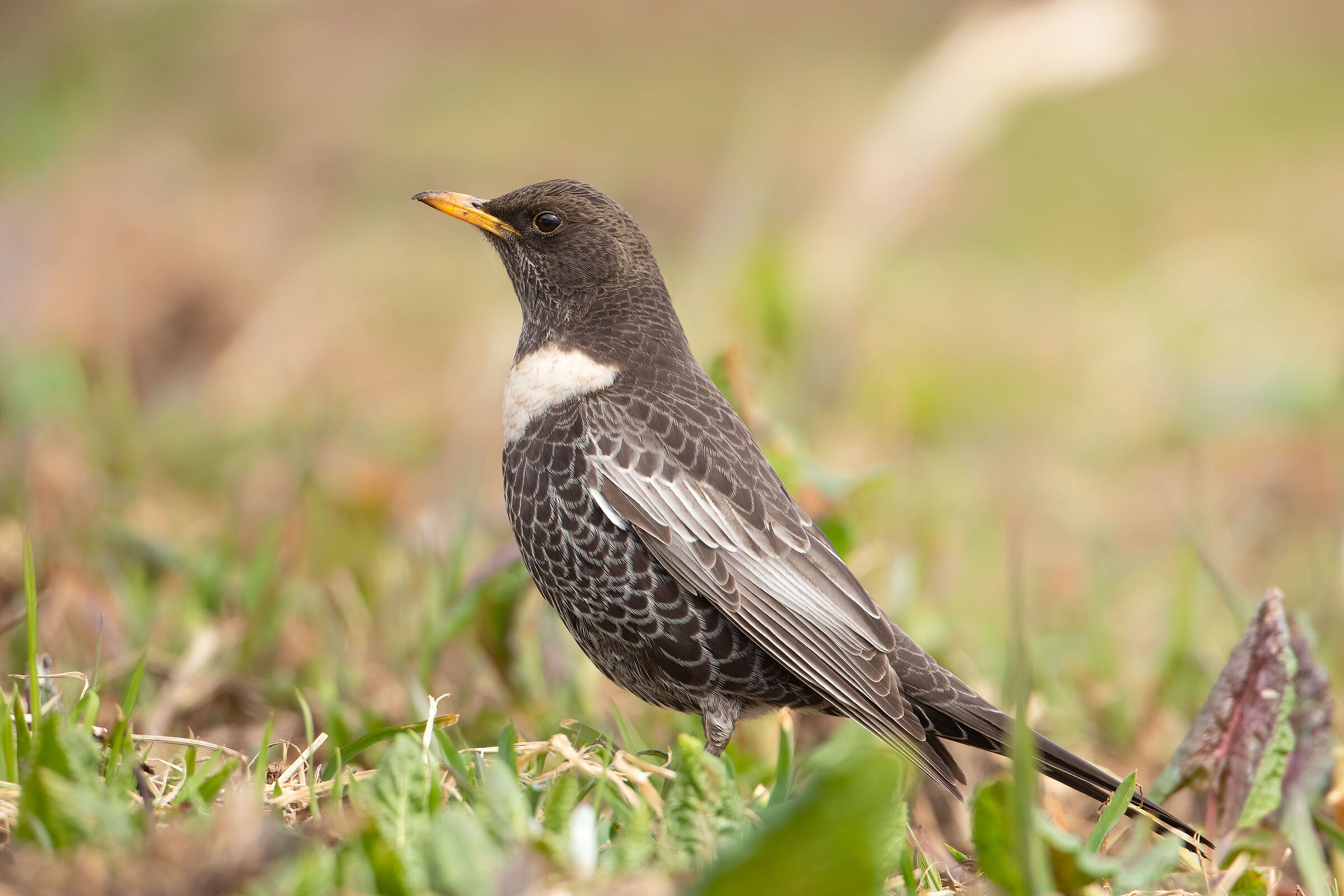 Collared blackbird