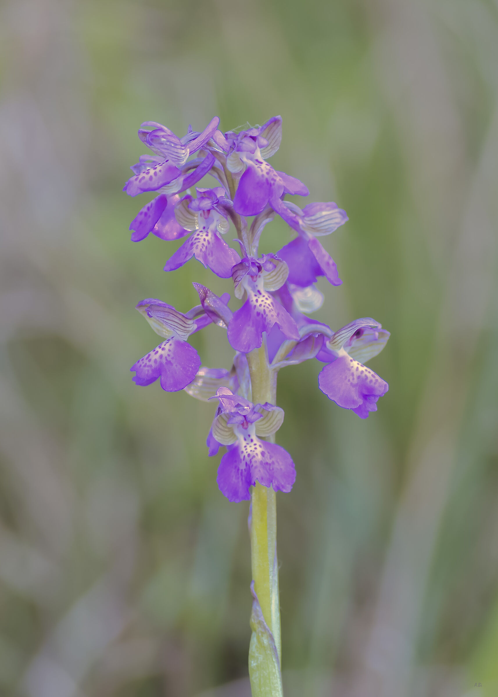 Anacamptis morio