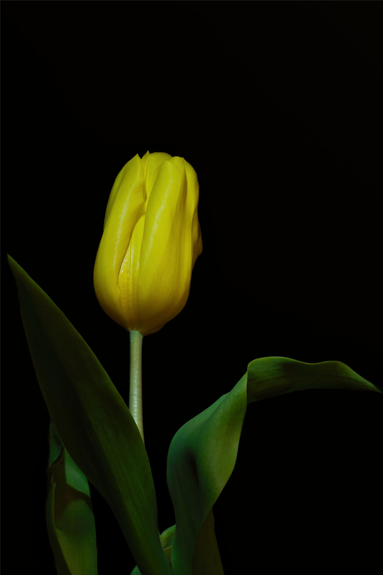 Tulipano