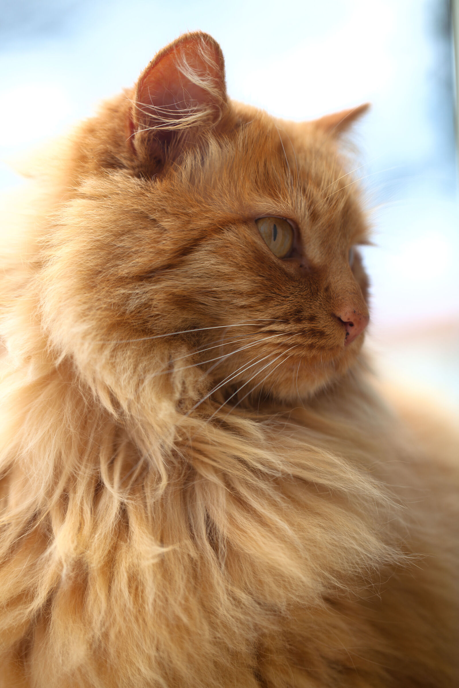 Cat Portrait