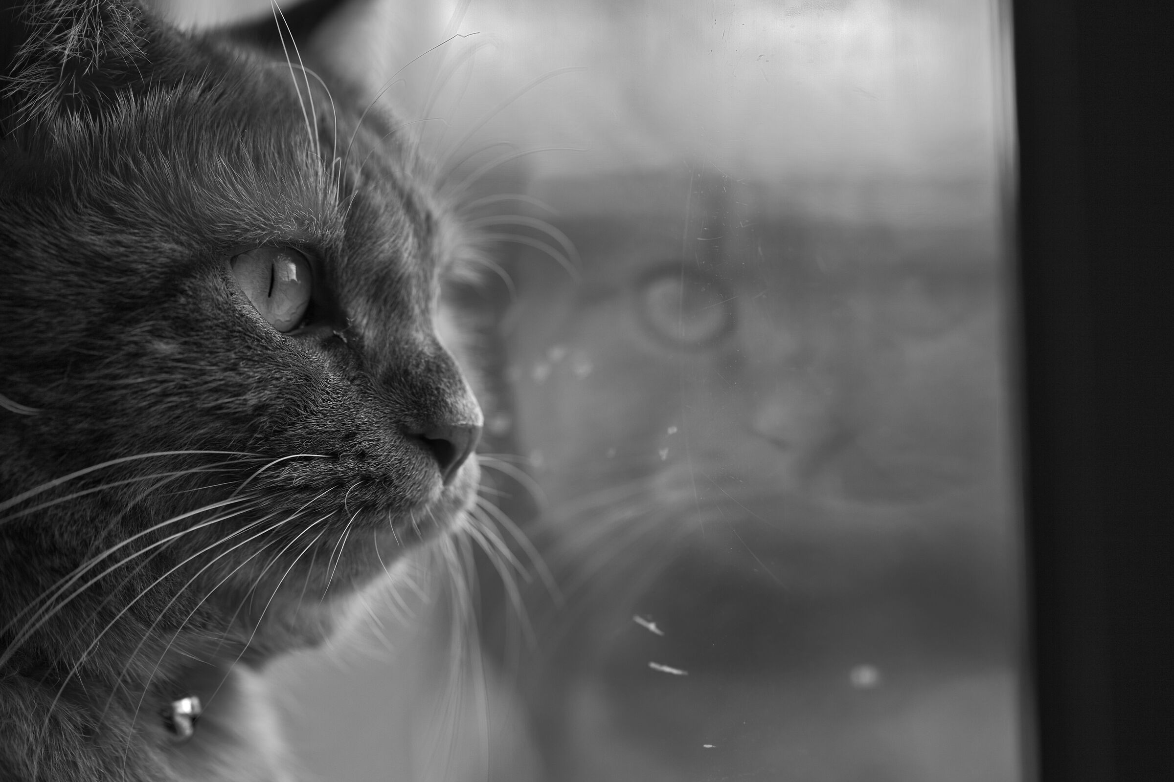 Cat reflex