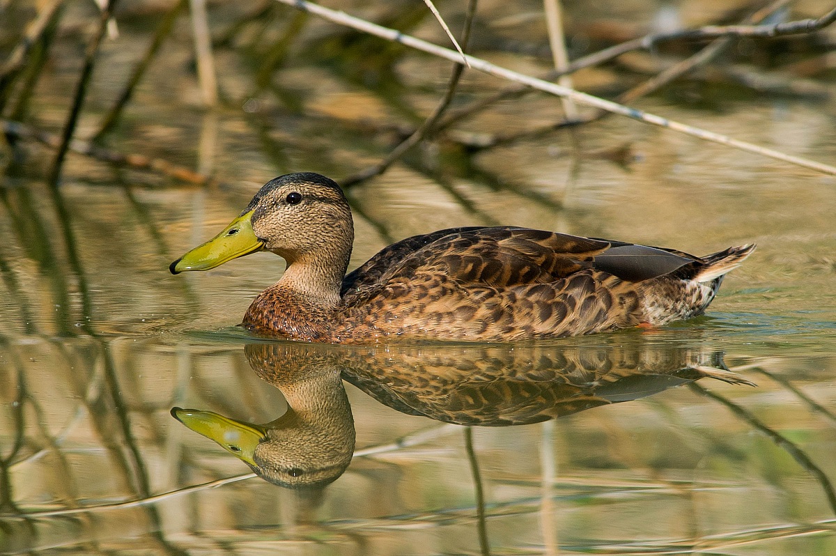 Duck in the area The Chiesuole (Taro Park) - Parma