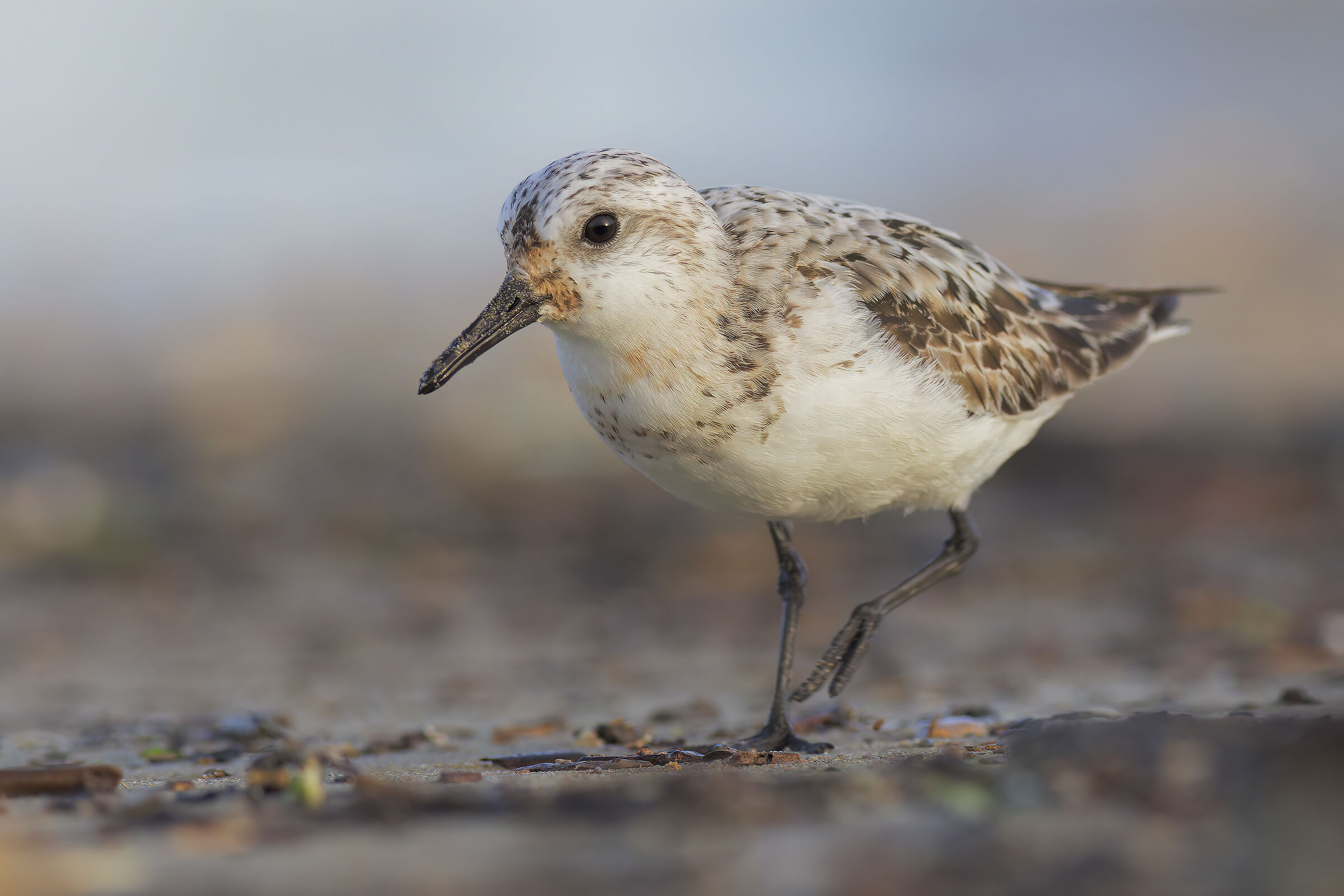 Three-toed sandpiper