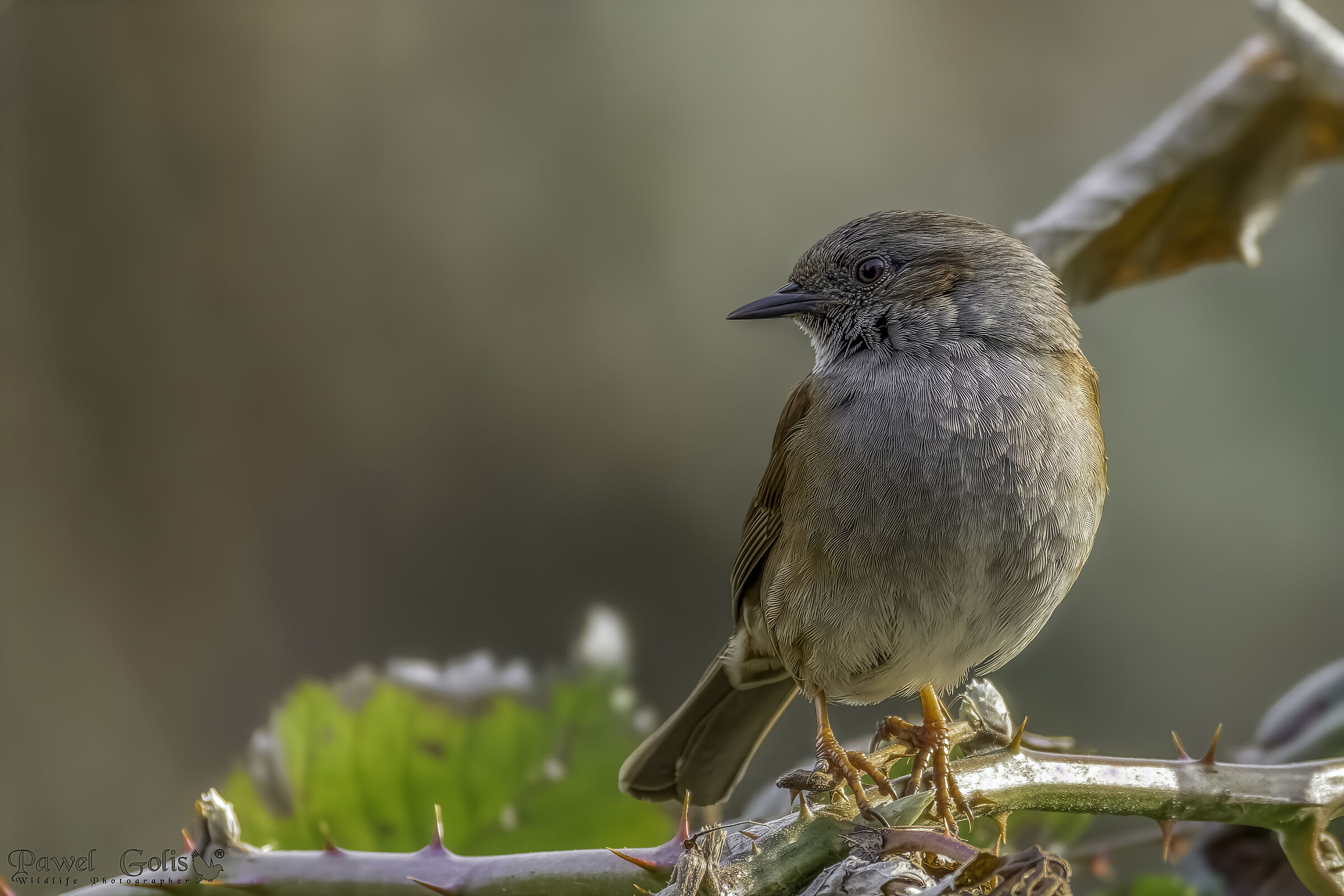 Dunnock (Prunella modularis)