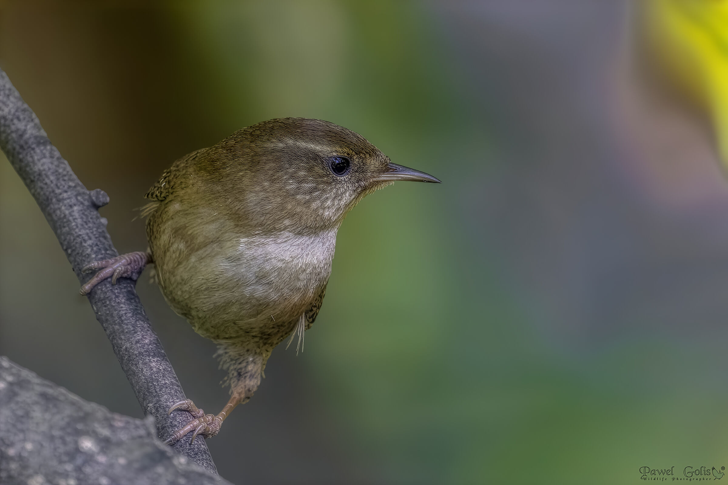 Eurasian Wren ( Troglodytes troglodytes)