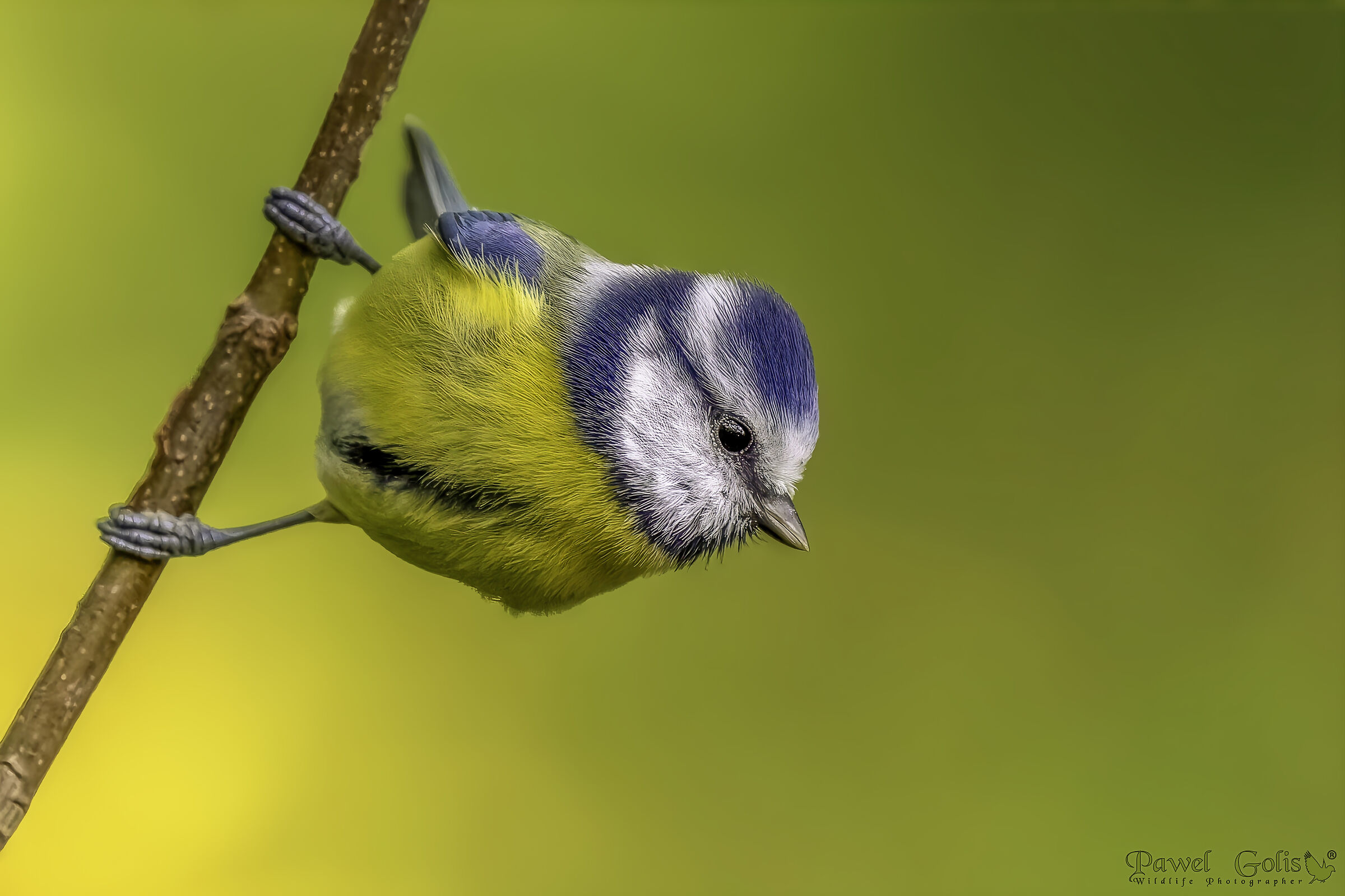 Eurasian blue tit (Cyanistes caeruleus)