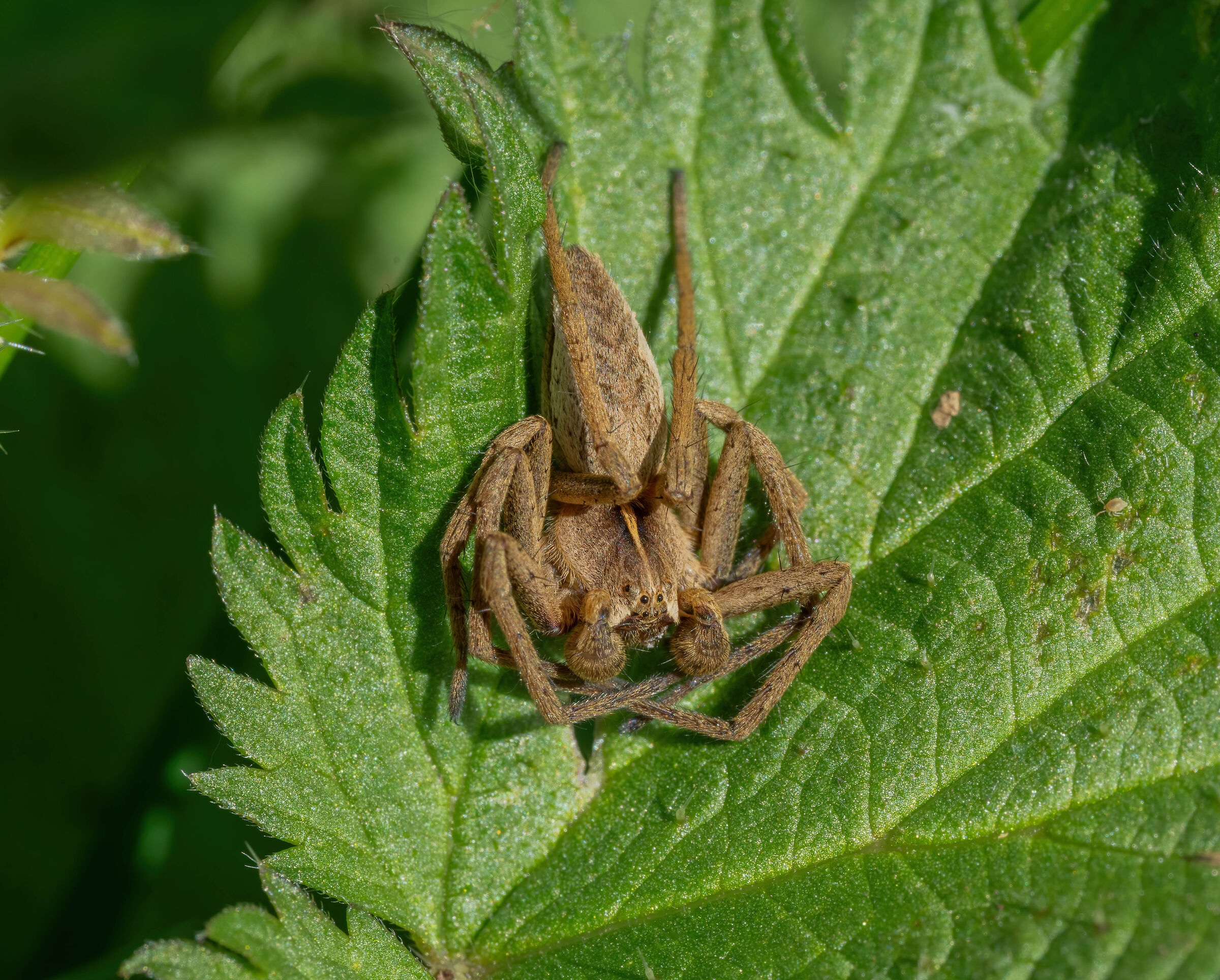 Nursery-web Spider [Pisaura mirabilis].
