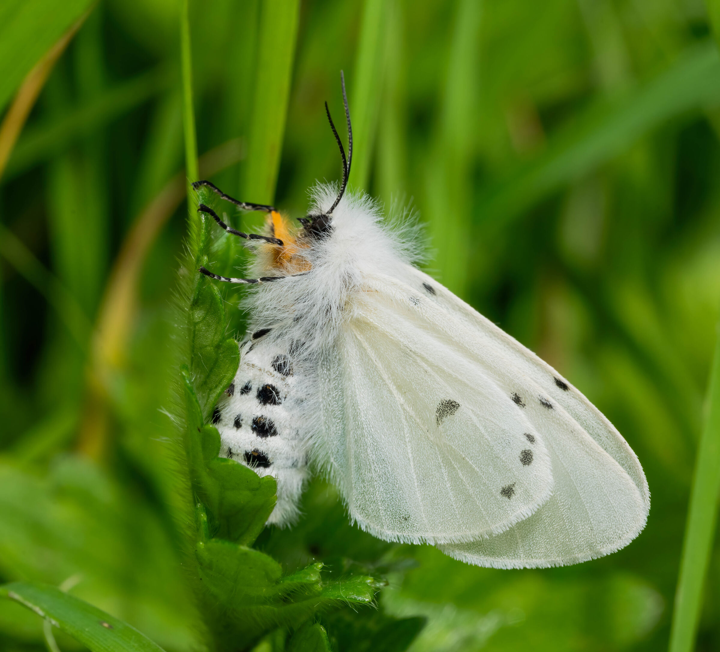 Muslin Moth, Diaphora mendica - female.