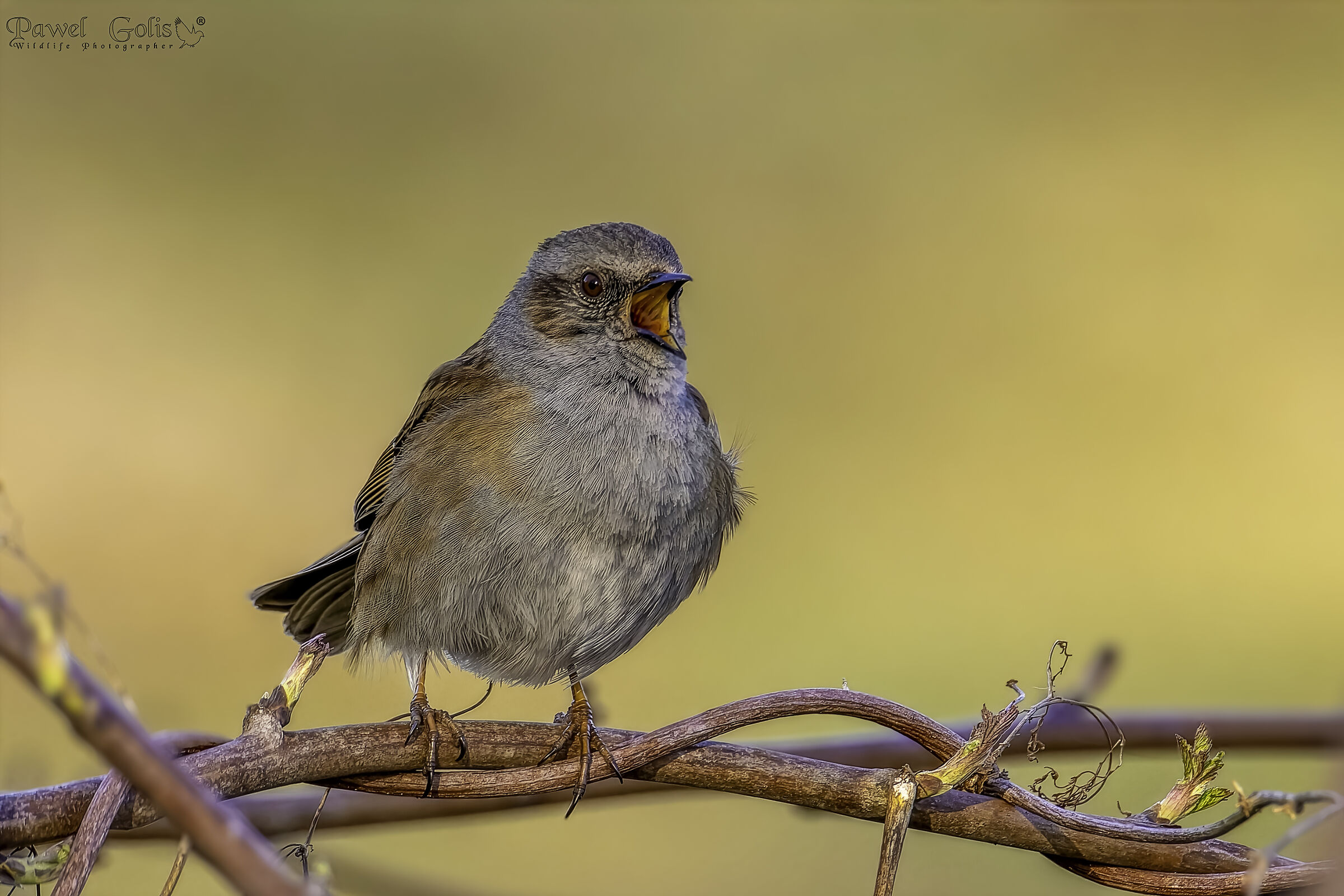 Dunnock (Prunella modularis)