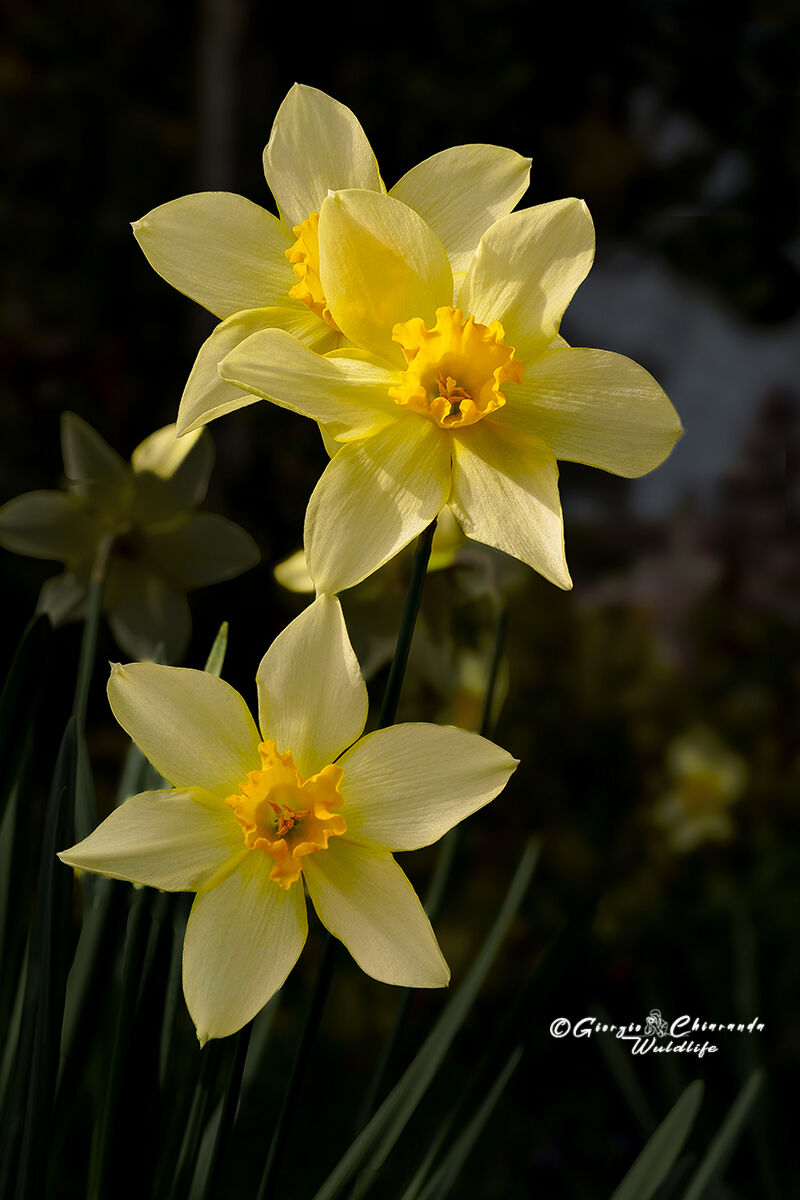 Narcisi