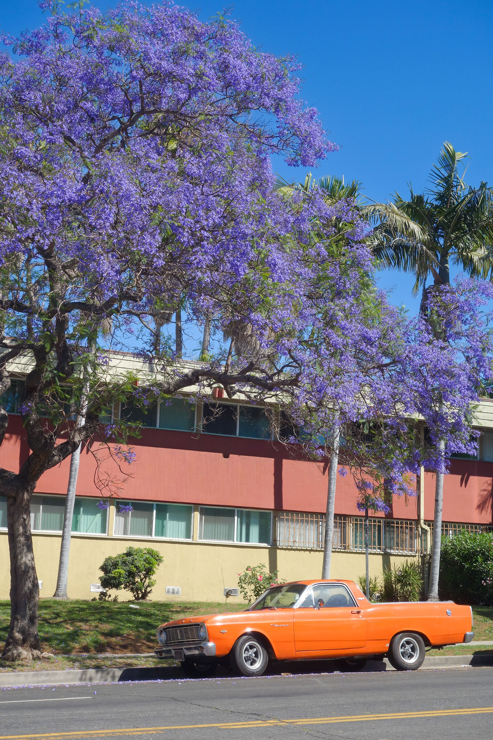 Jacaranda