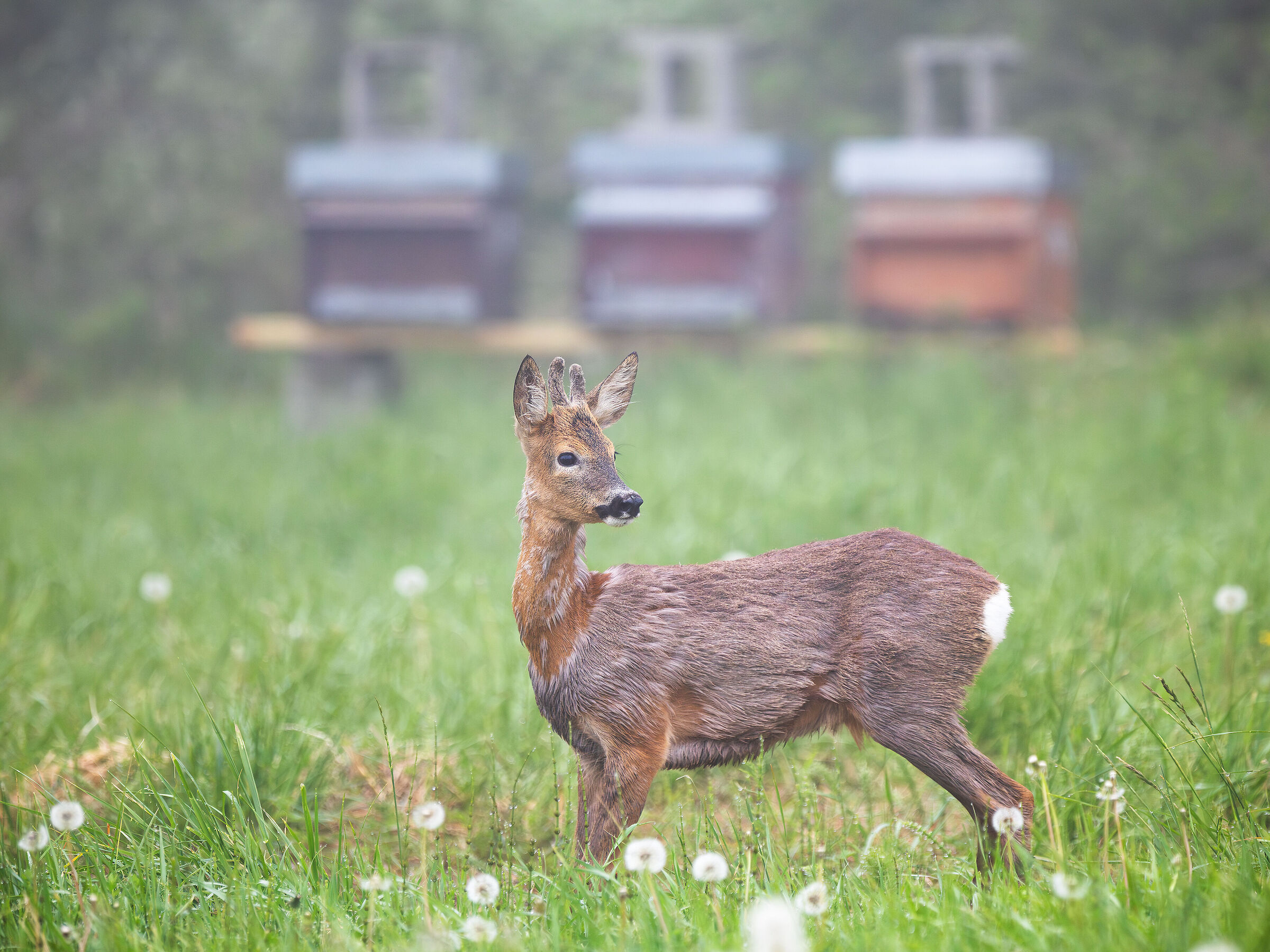 Capriolo, nebbia e arnie
