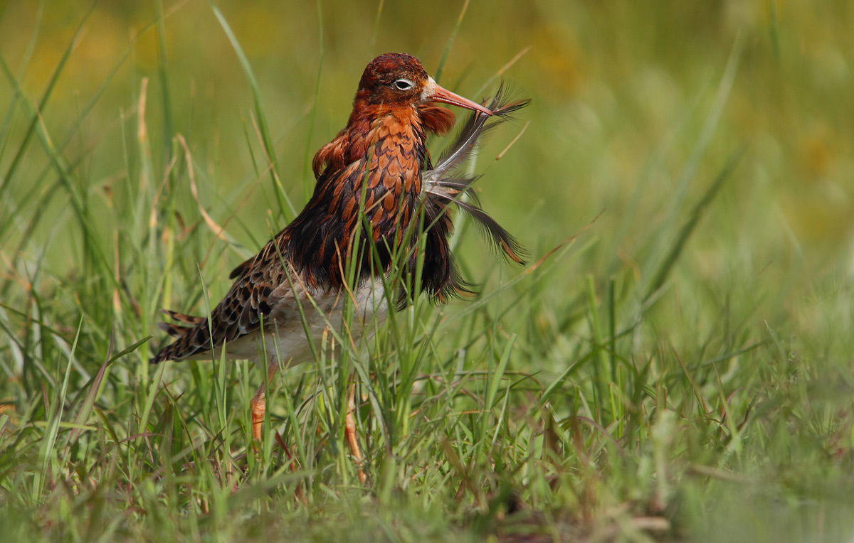 combattente in abito riproduttivo