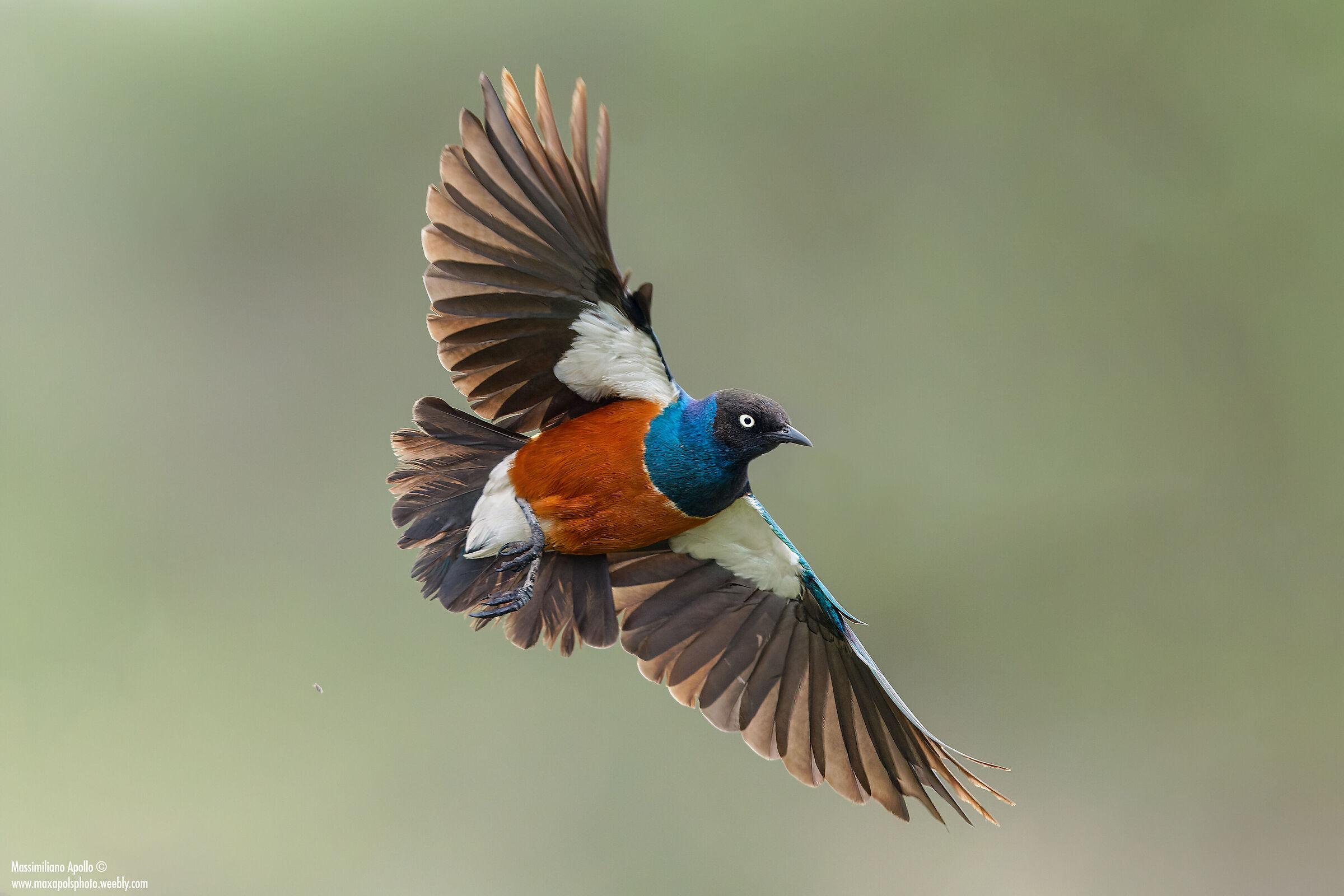 volo.. superbo..