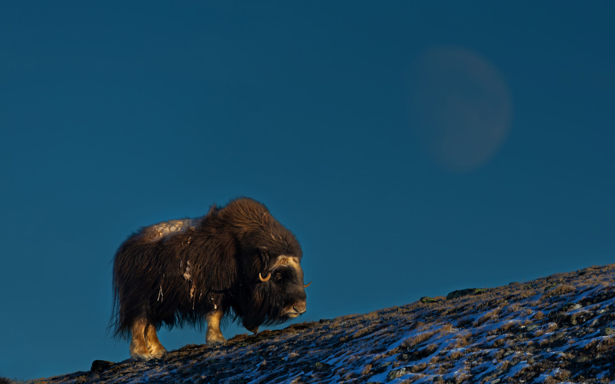 The Dawn, the Ox and the Moon