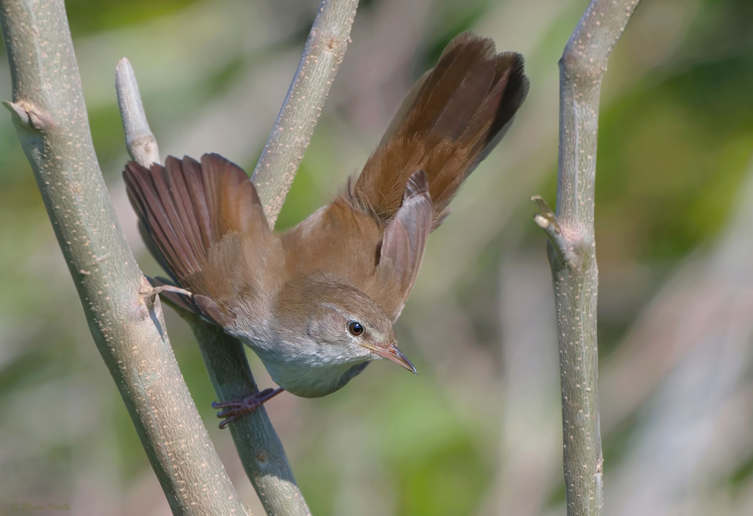 River nightingale (Cettia cetti)