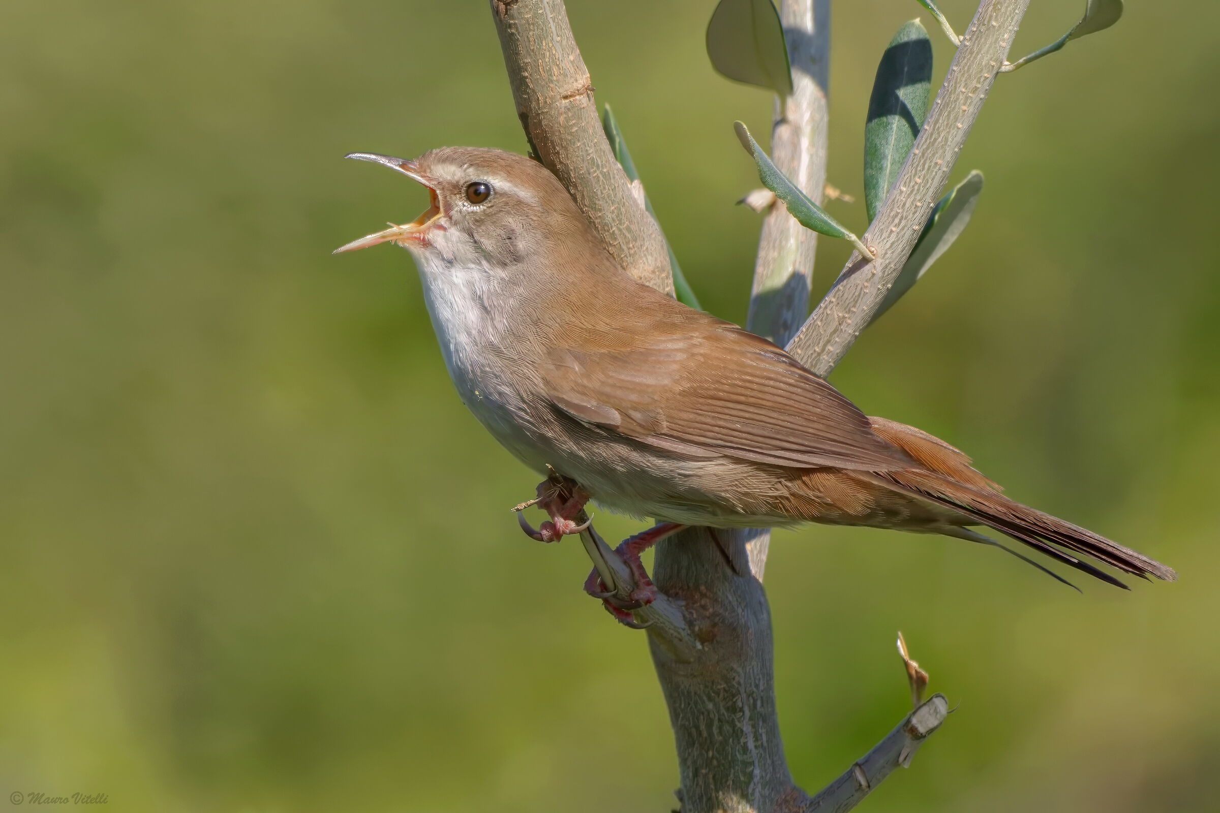 The song of the River Nightingale