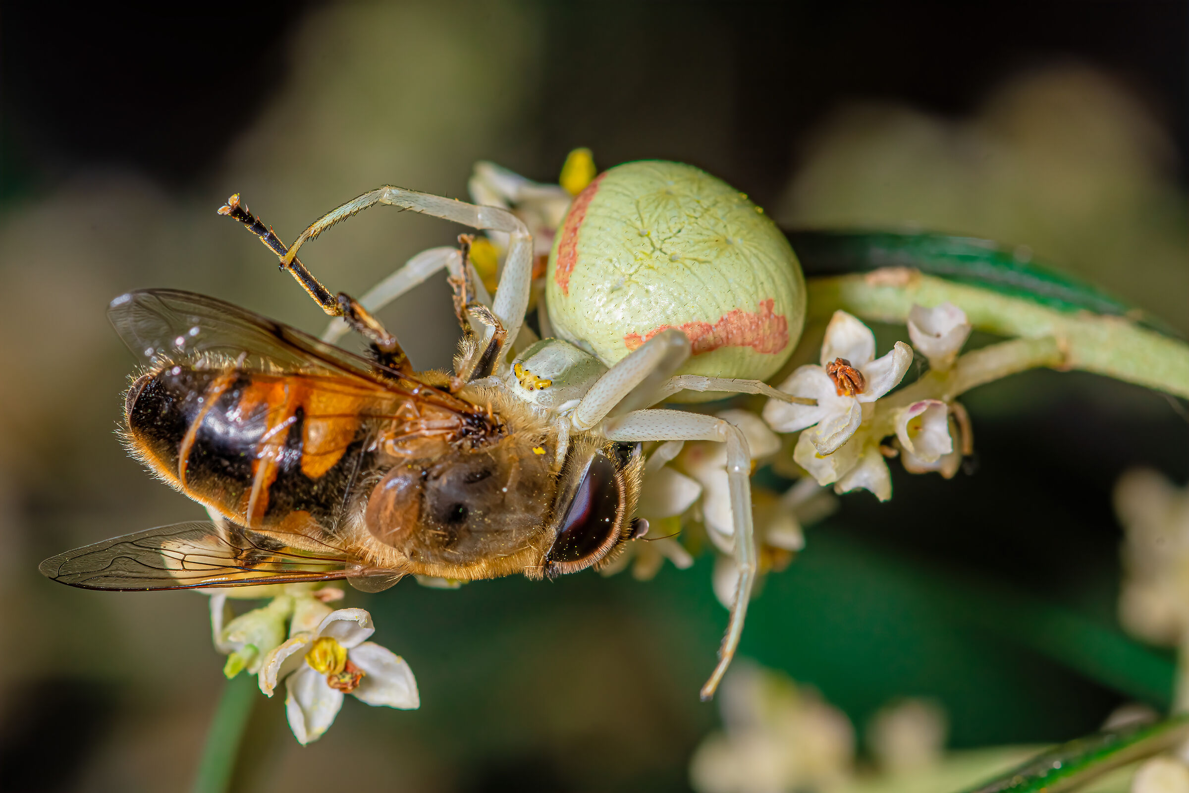 Crab spider with prey - Misumena vatia