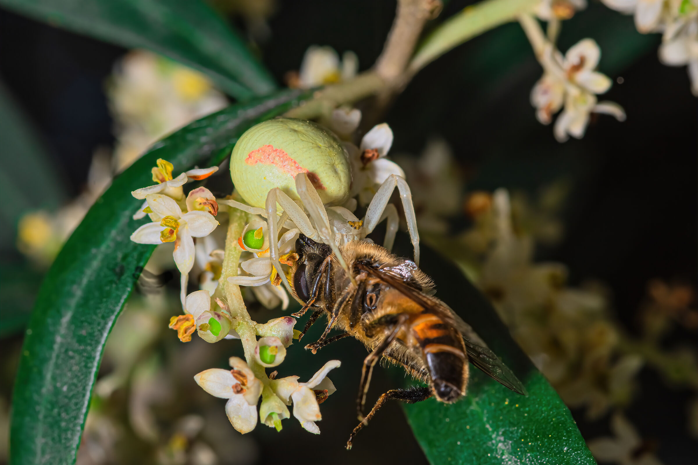 Ragno granchio con preda 2 - Misumena vatia