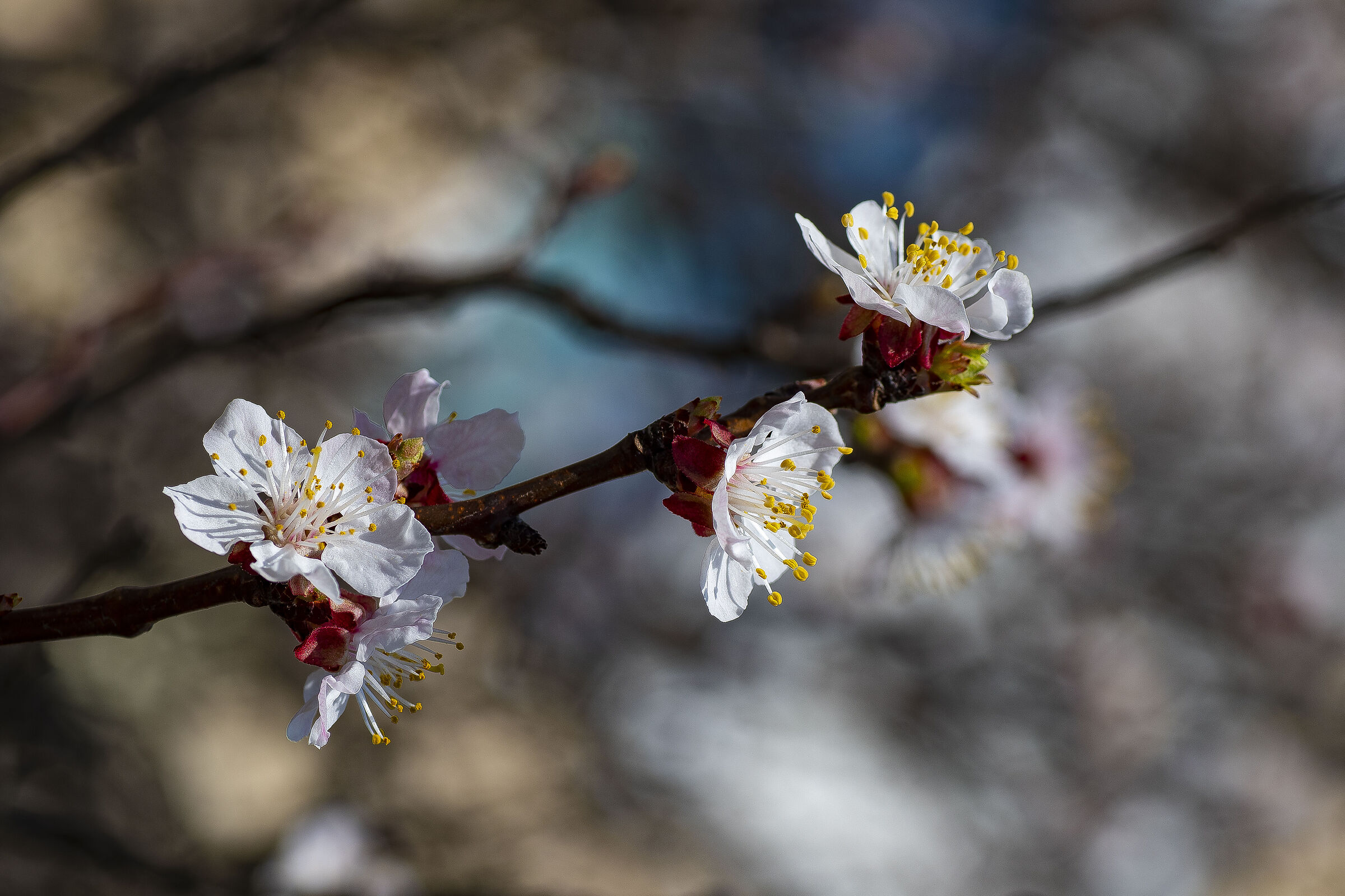 Alberi in fiore