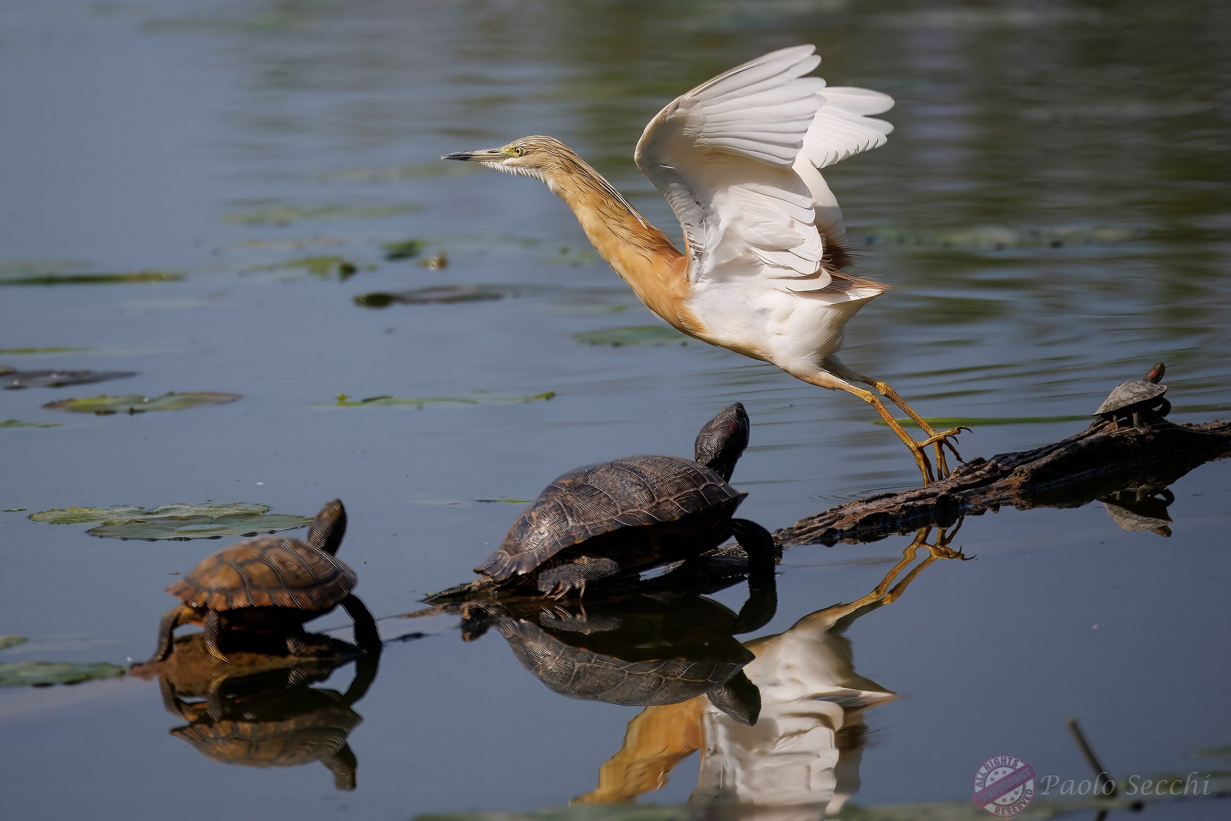 Take-off with.....contact "lenses"