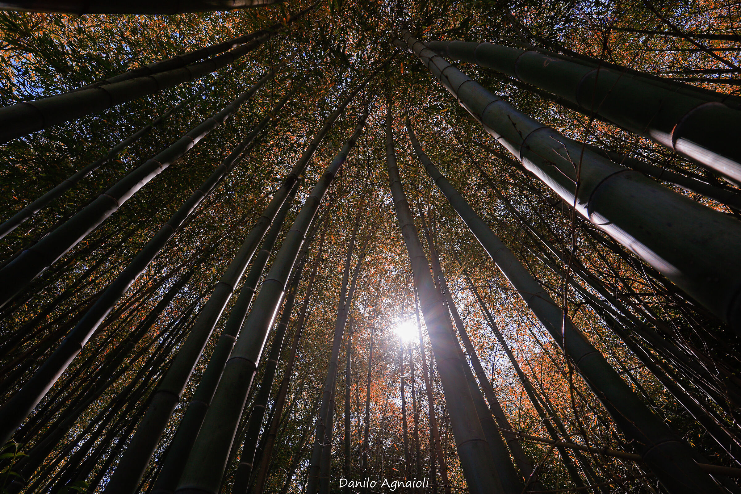 Controluce nel bambuseto