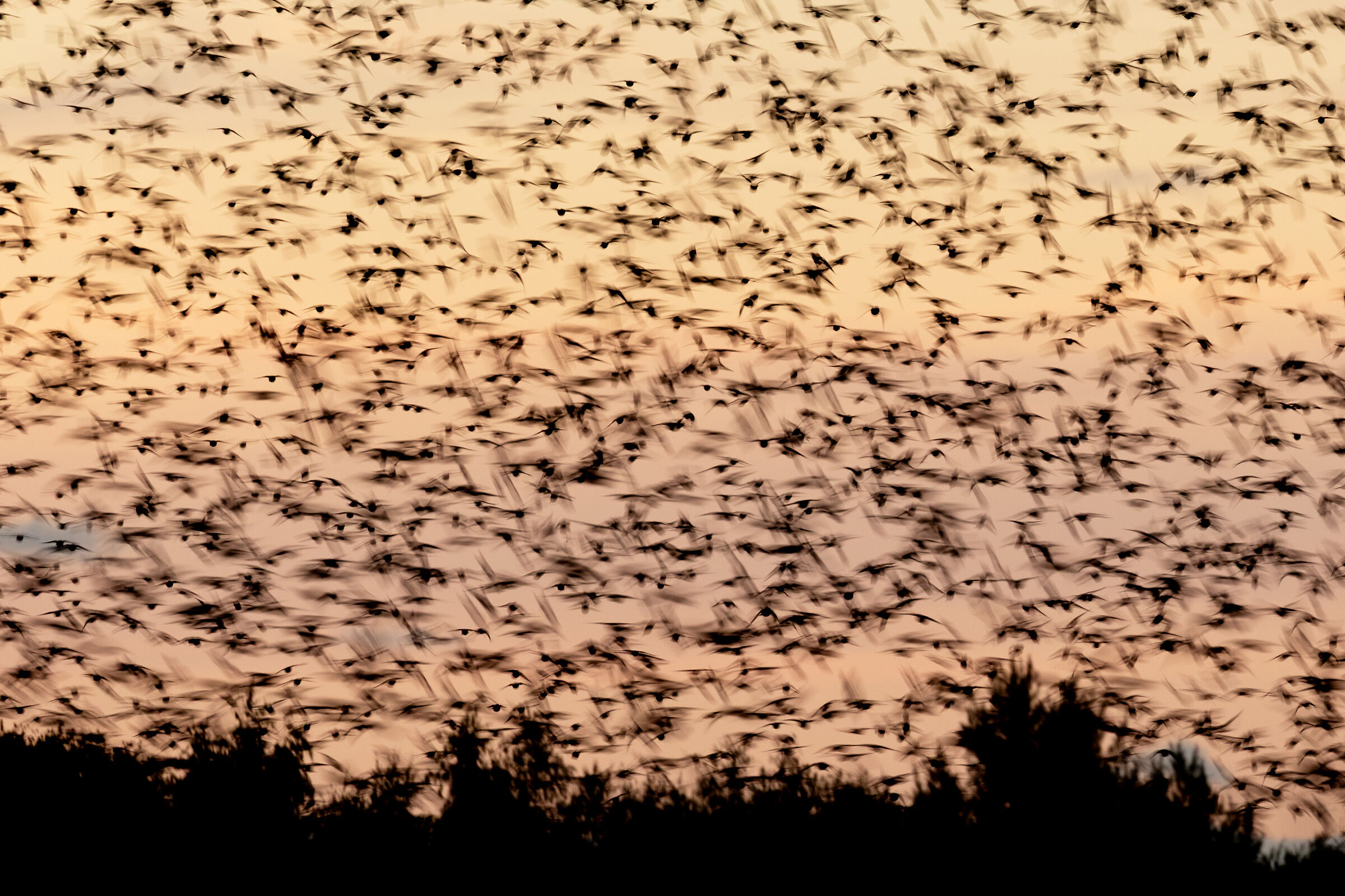 Starlings