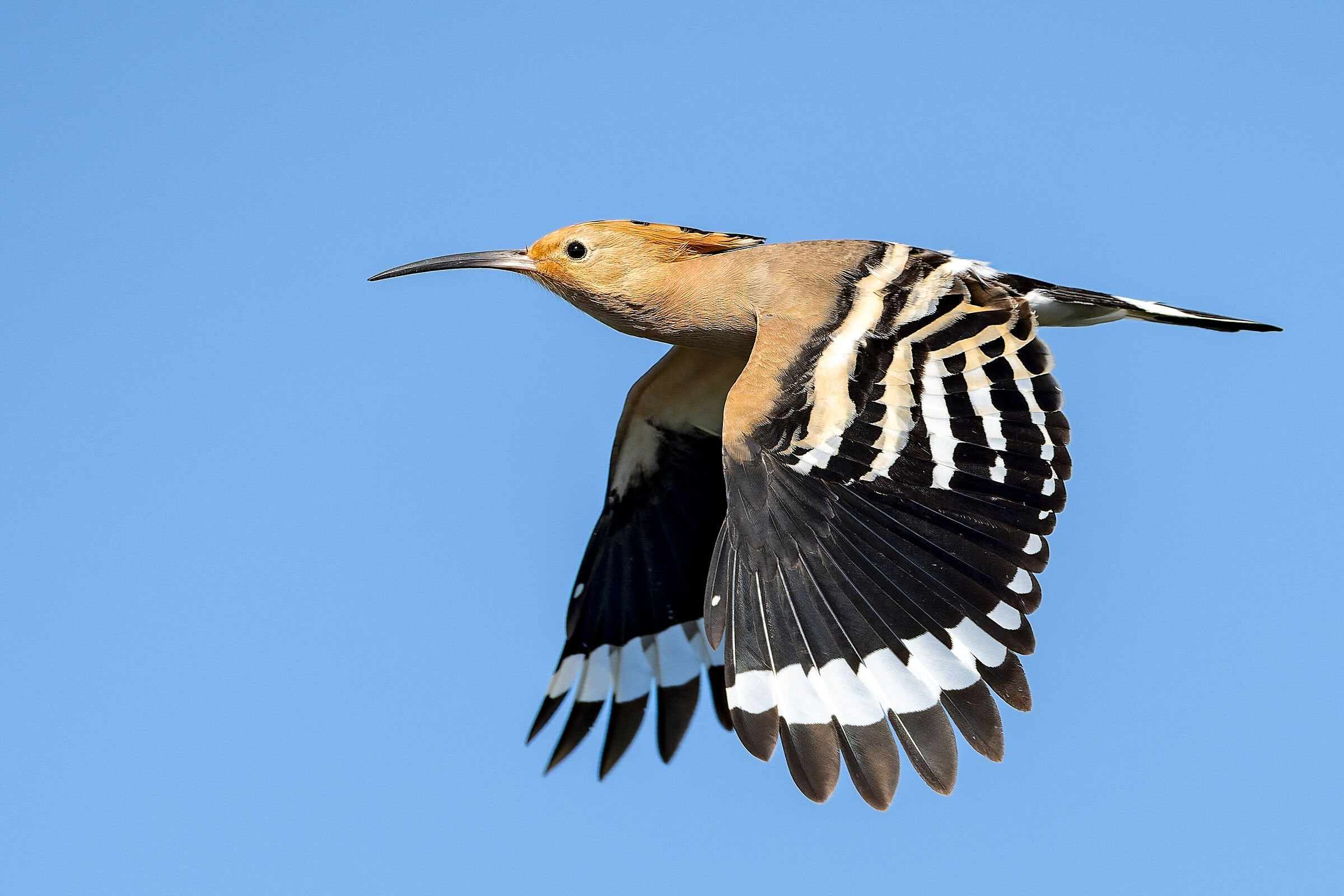 The flight of the hoopoe