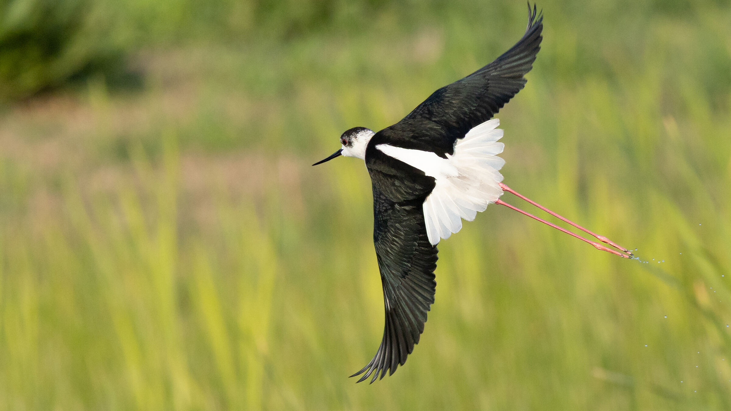 Elegante volo del cavaliere