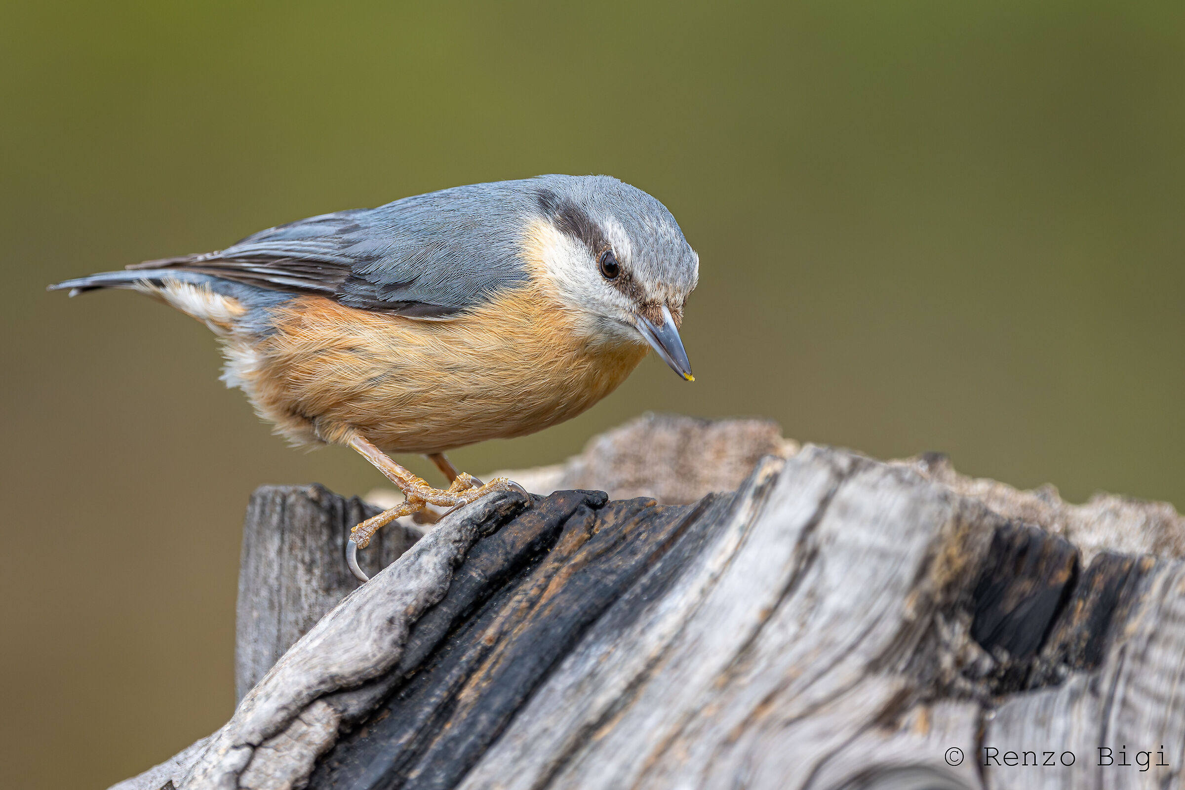 Nuthatch