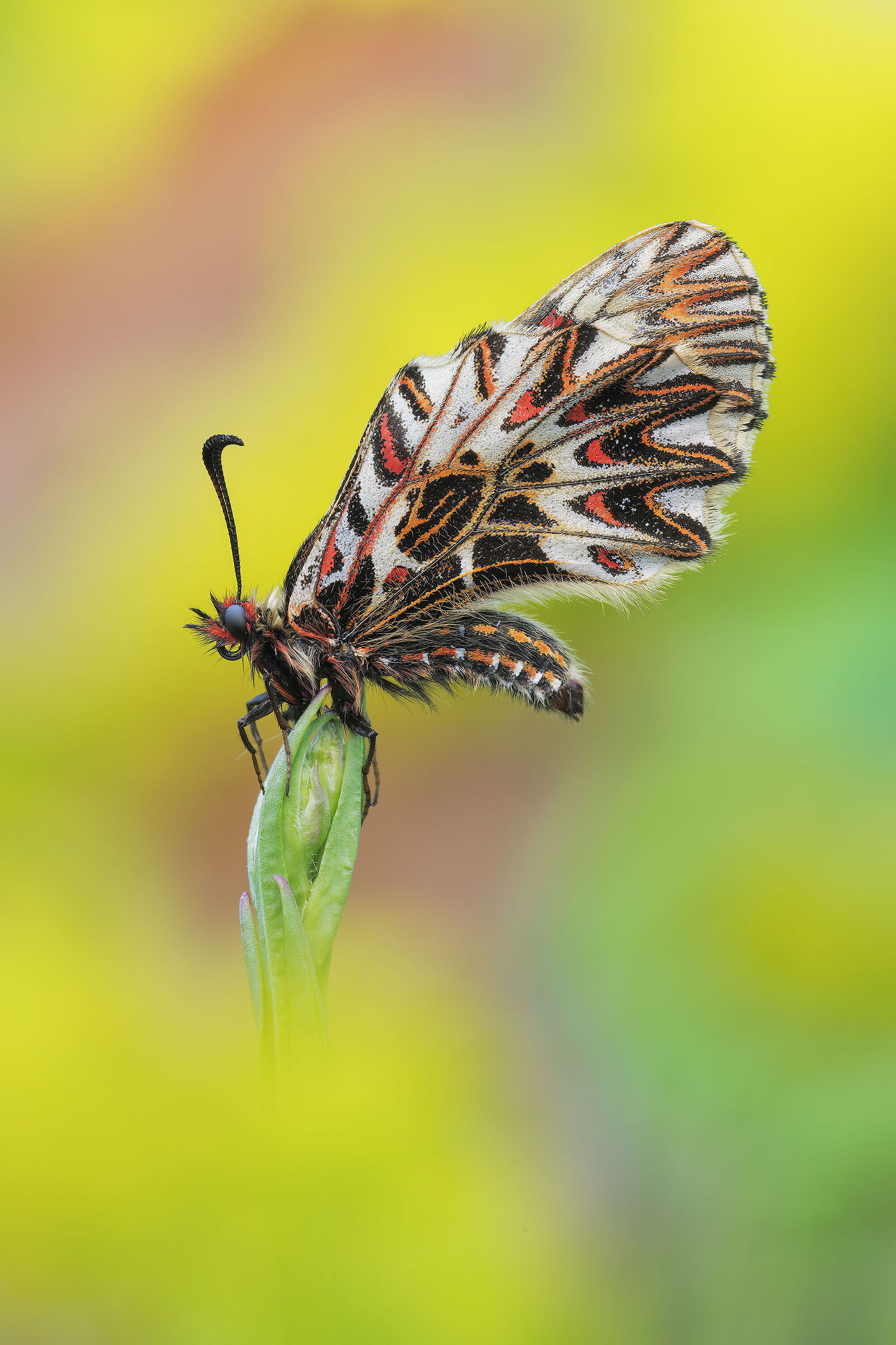 Zerynthia cassandra