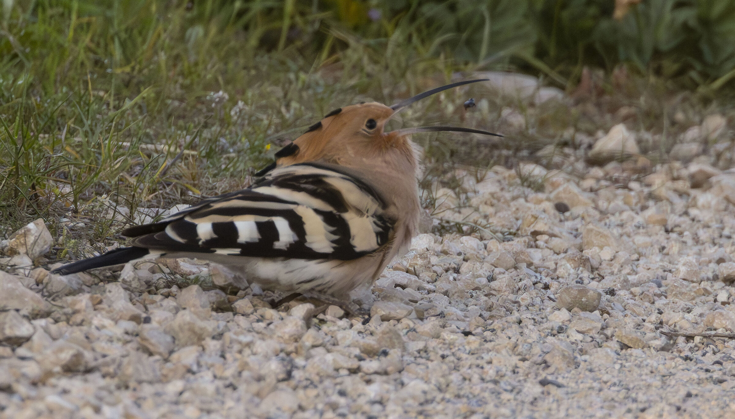 upupa che mangia un invertebrato
