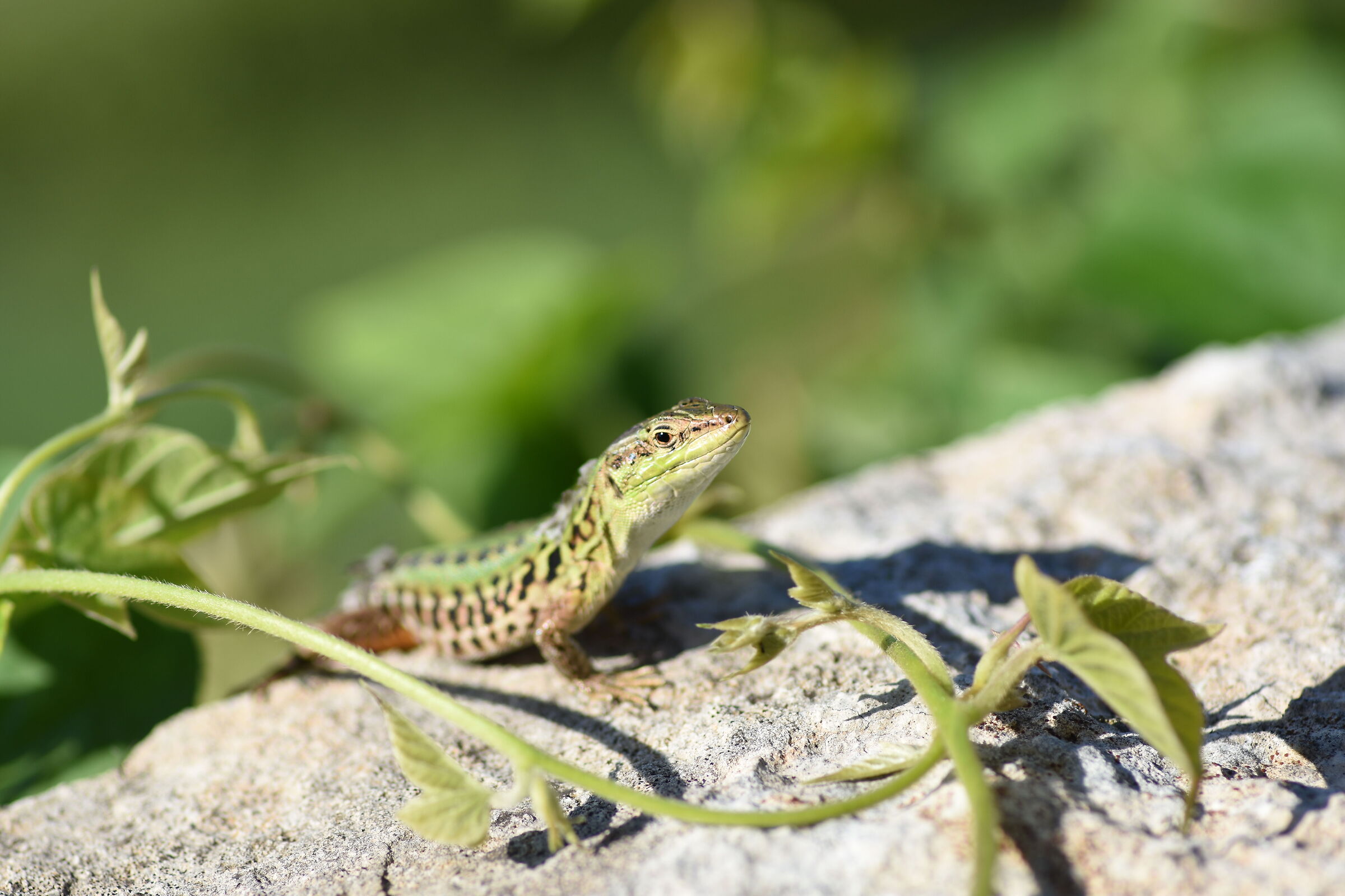 " Crop 150 " Tokina 100 F. 2.8 Atx-i - Nikon D 7200