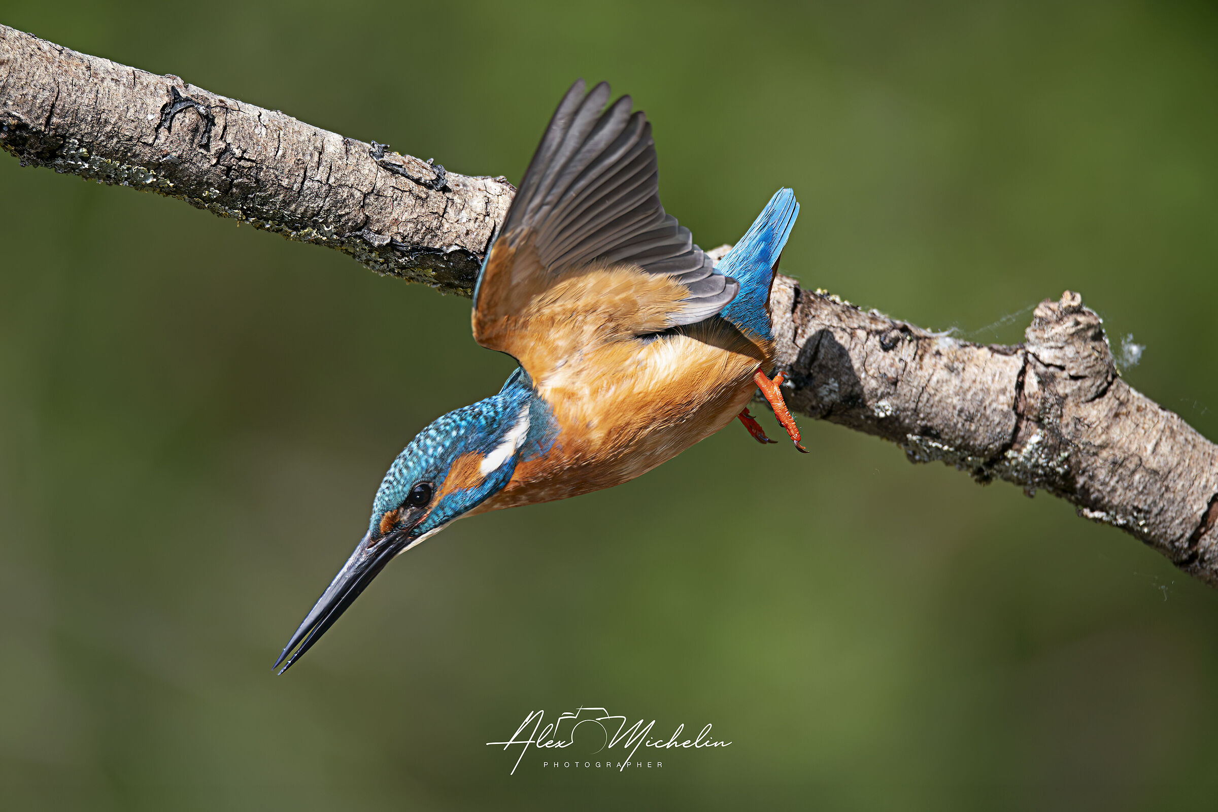Kingfisher dive towards the prey