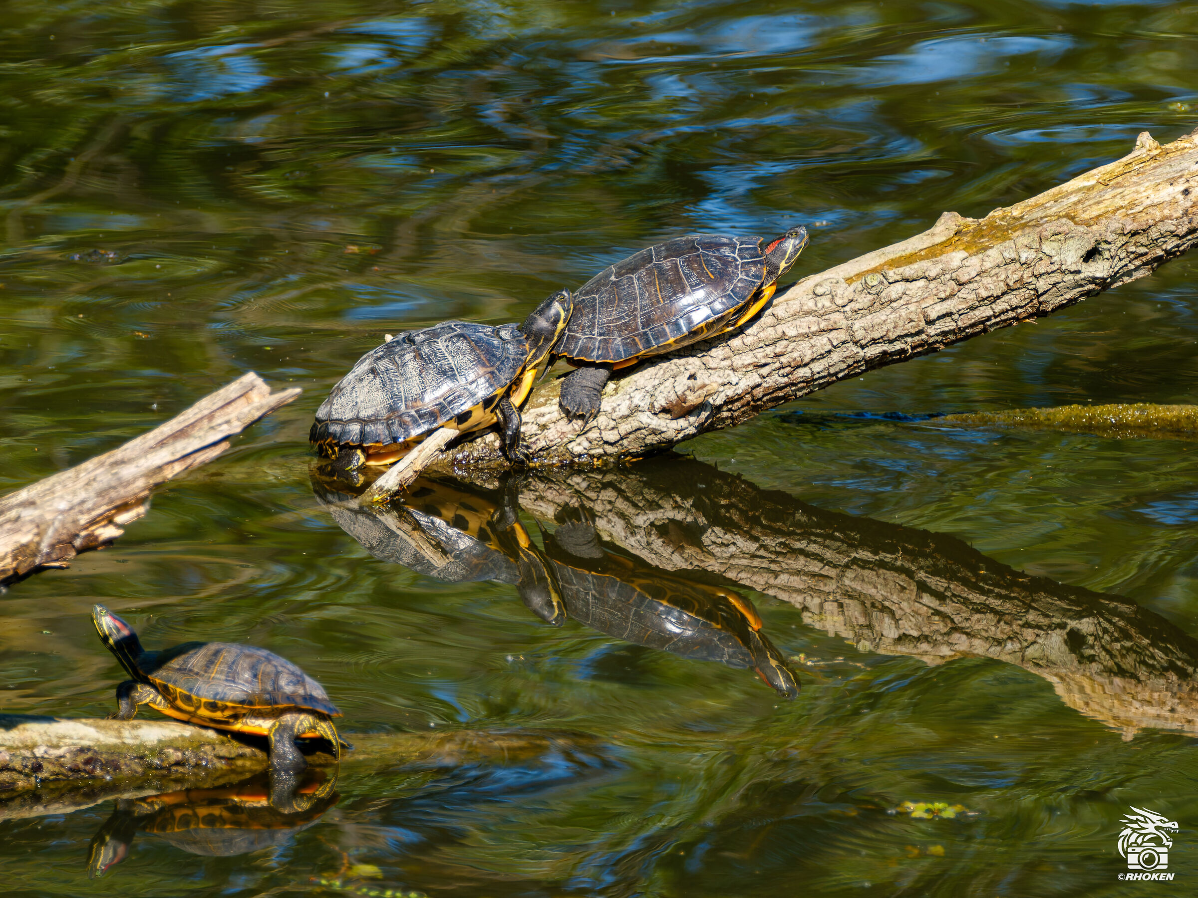 Red-eared turtle
