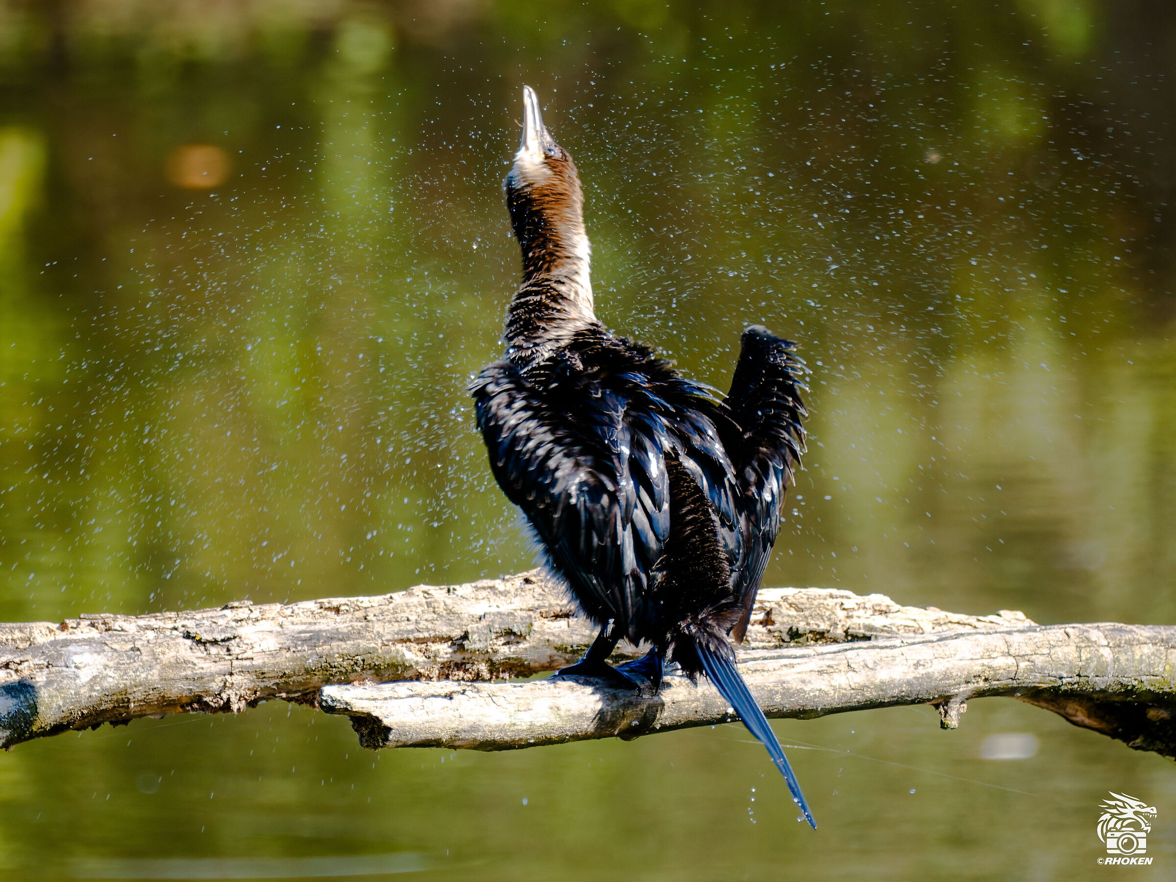Cormorant