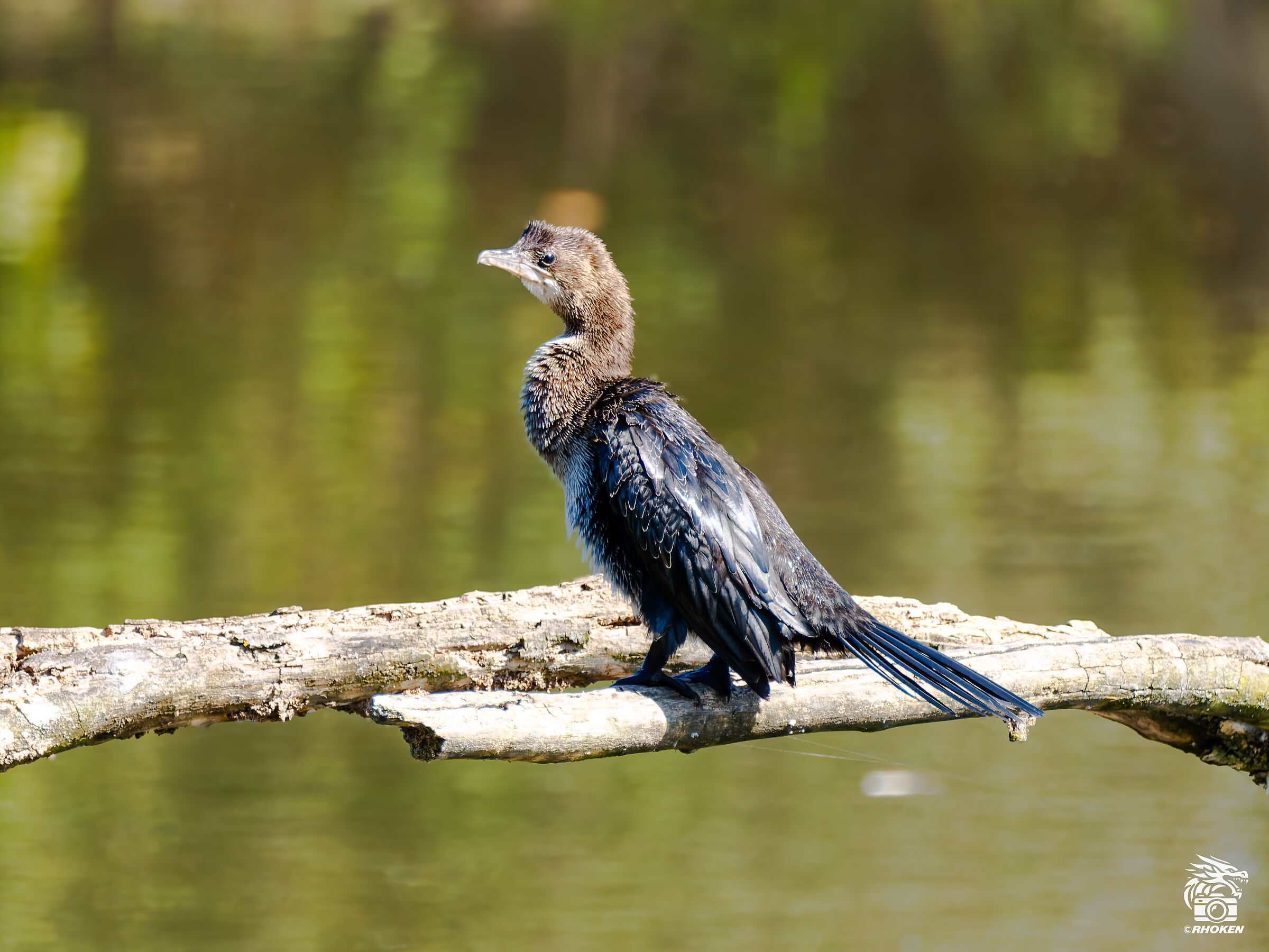 Another Minor Cormorant